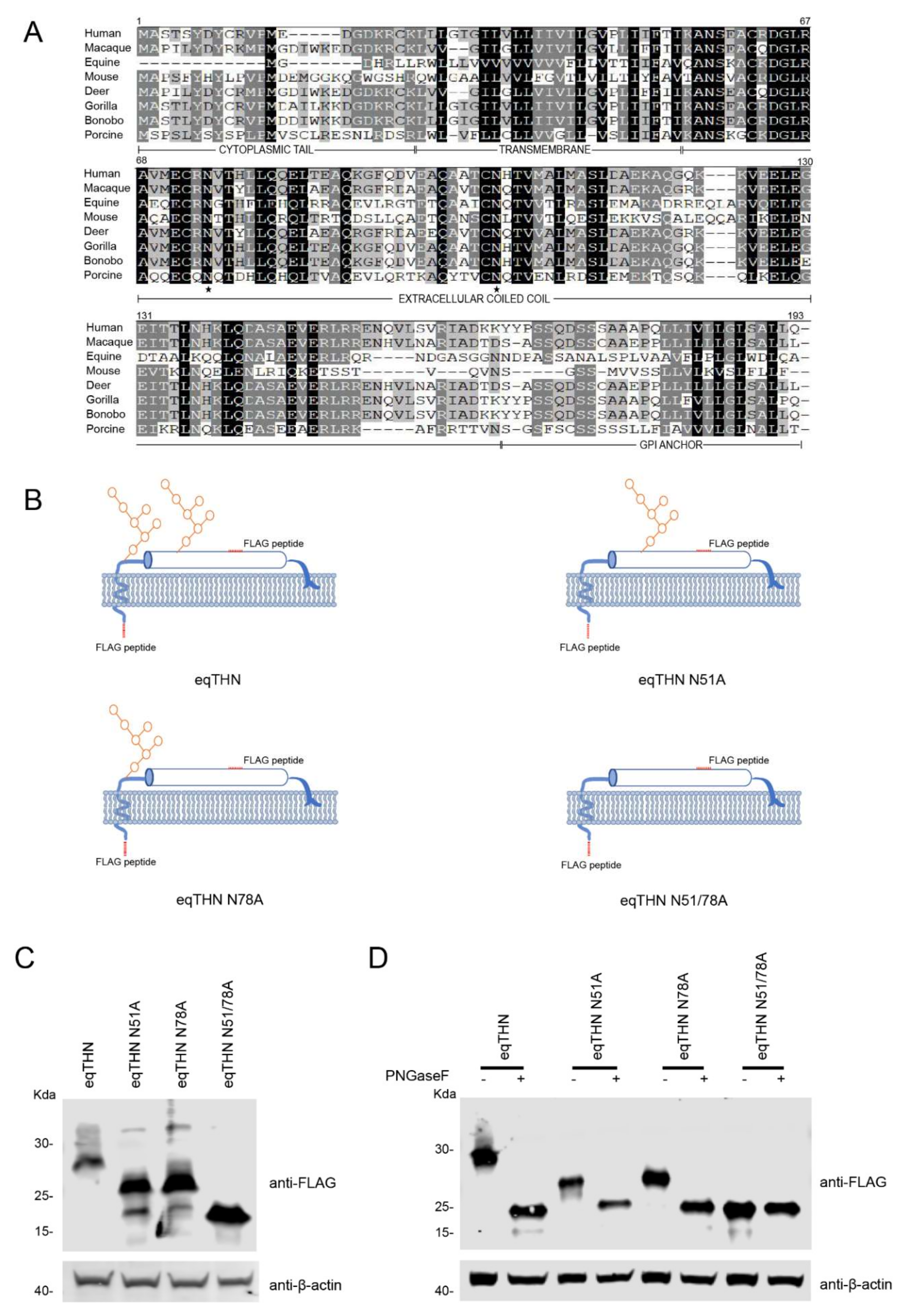 Viruses 12 00220 g001