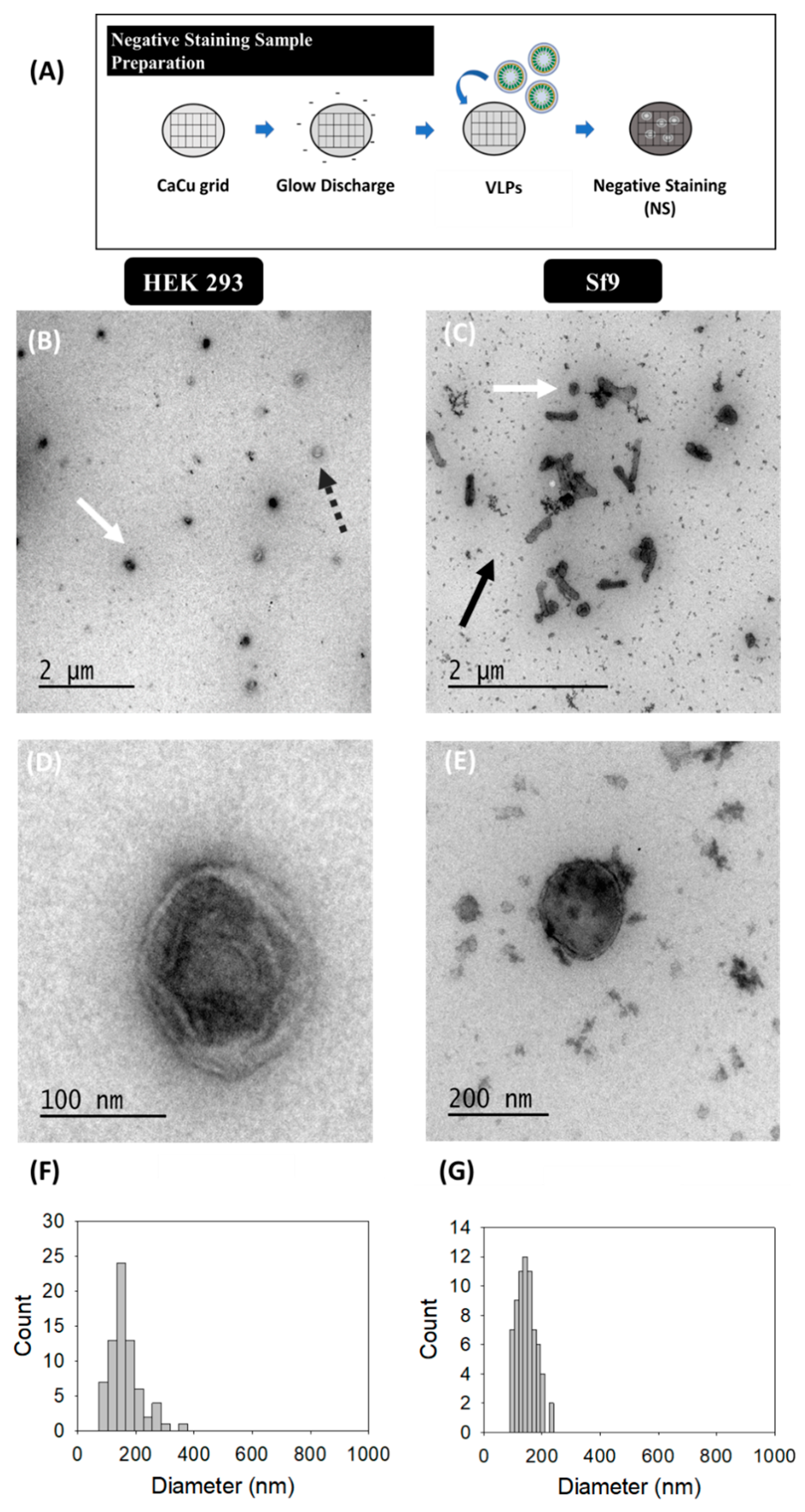 Viruses 12 00223 g001