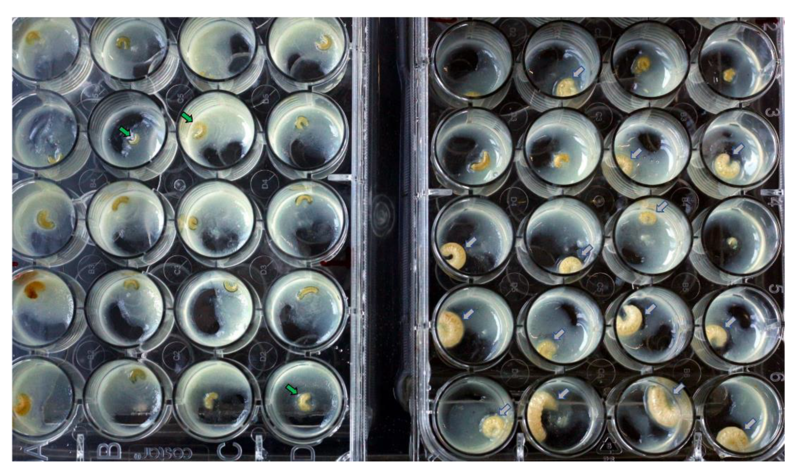 Viruses 12 00224 g002