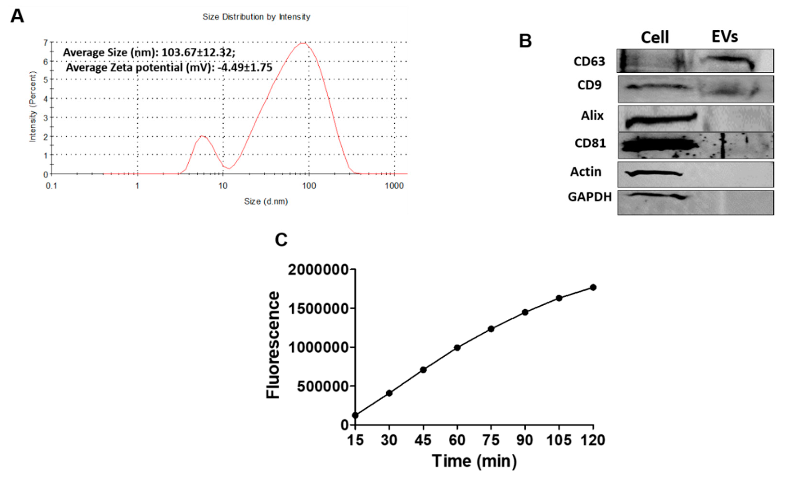 Viruses 12 00239 g004