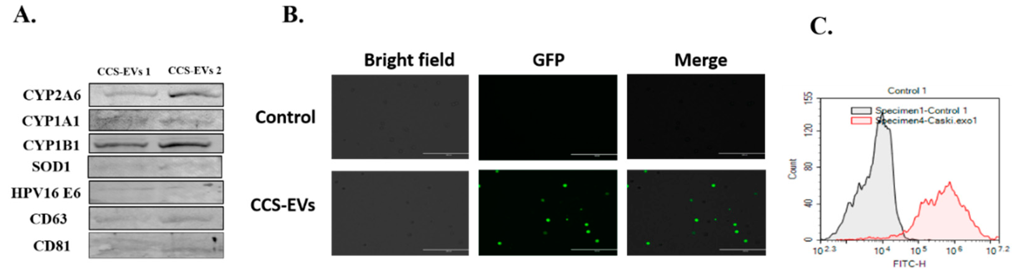 Viruses 12 00239 g005