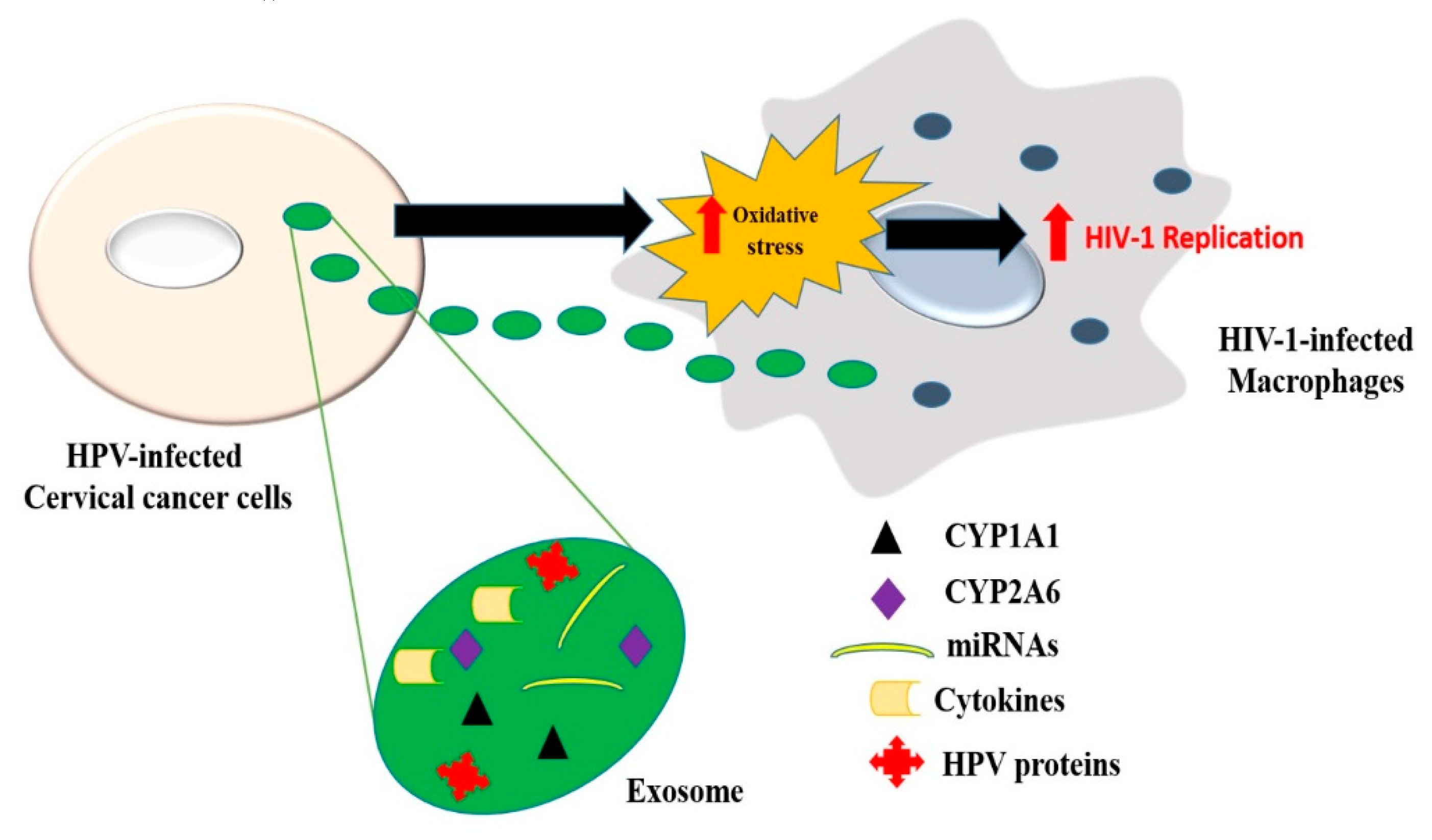 Viruses 12 00239 g008