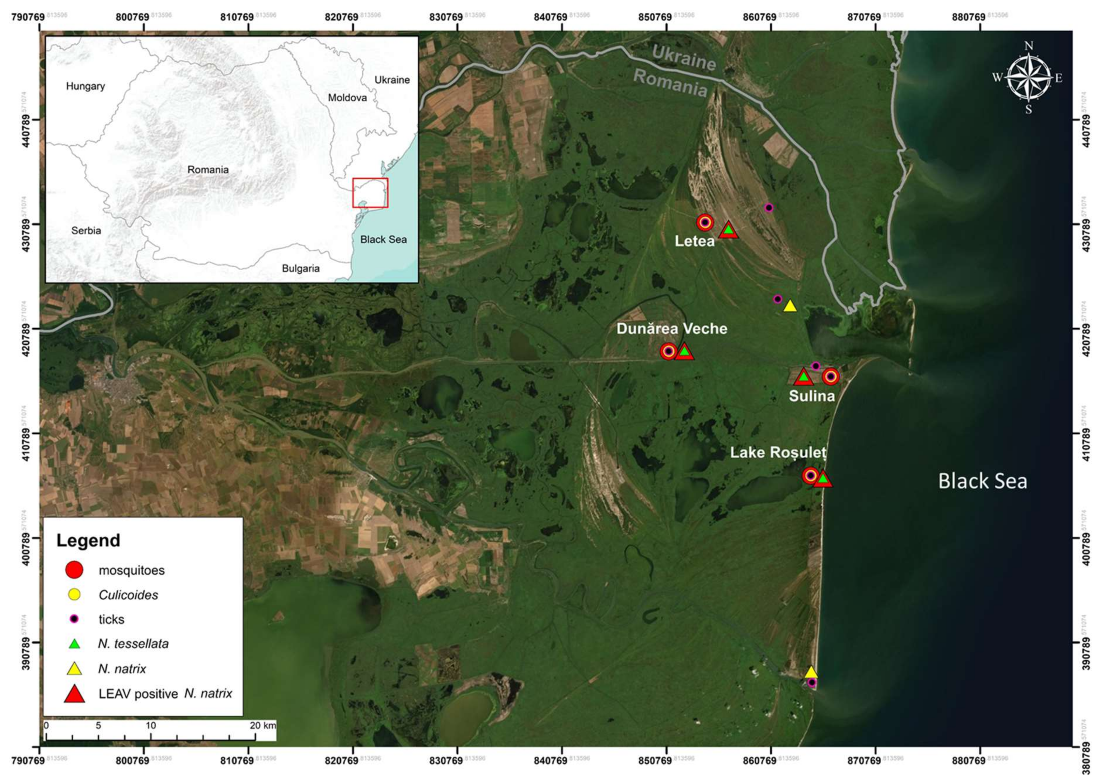 Viruses 12 00243 g001