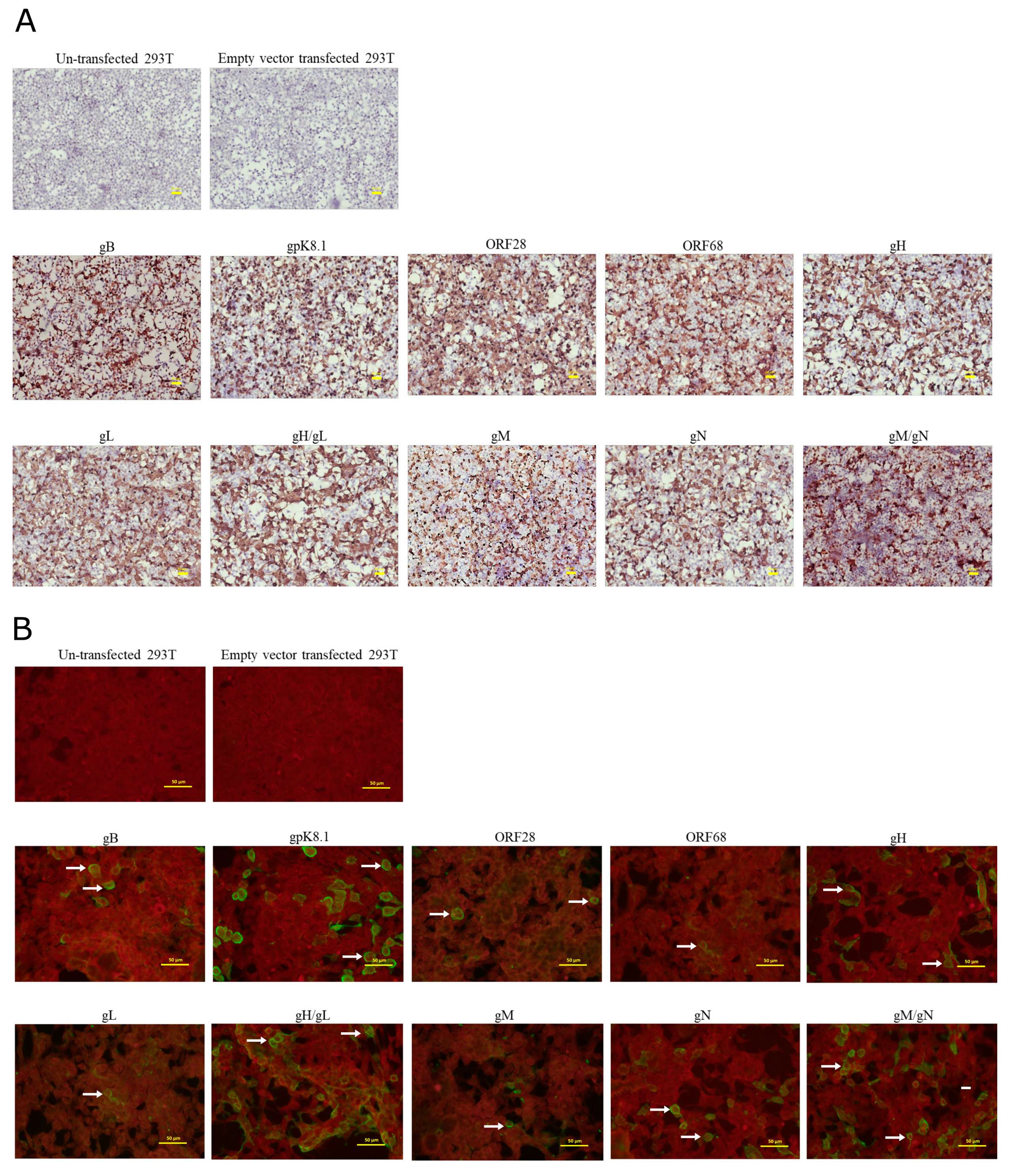 Viruses 12 00256 g002