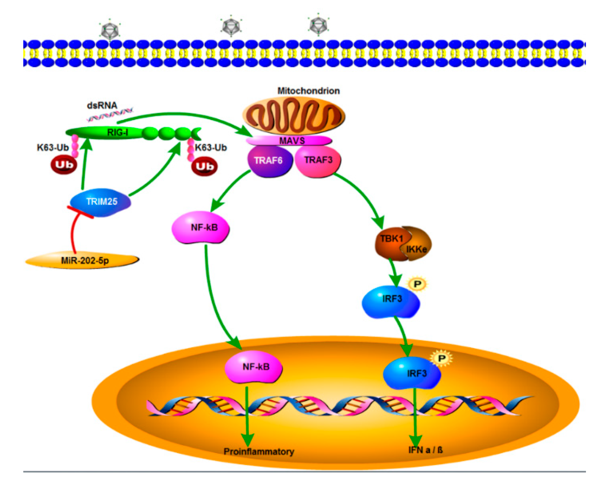 Viruses 12 00261 g008