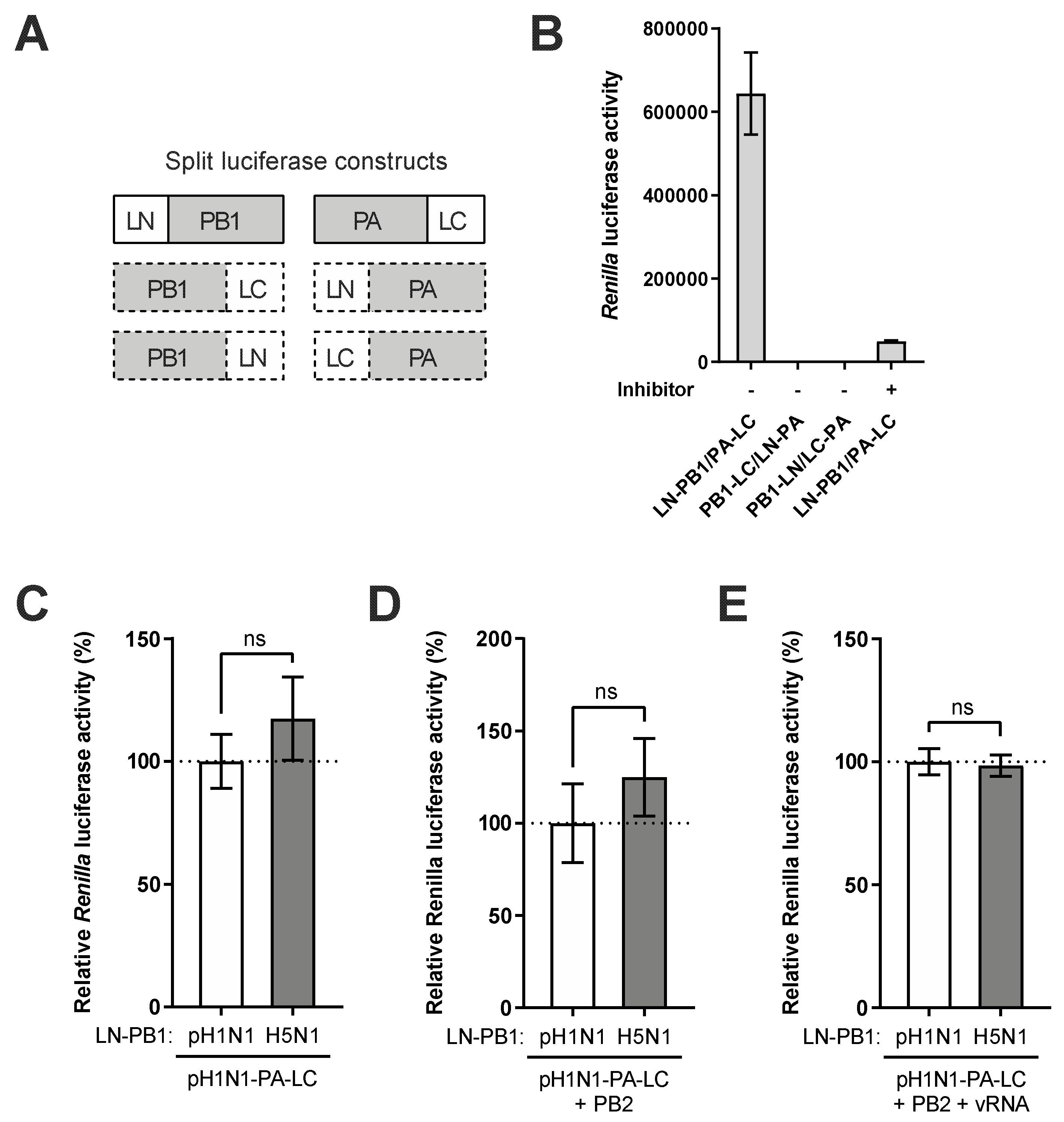 Viruses 12 00266 g003 Viruses 12 00266 g003