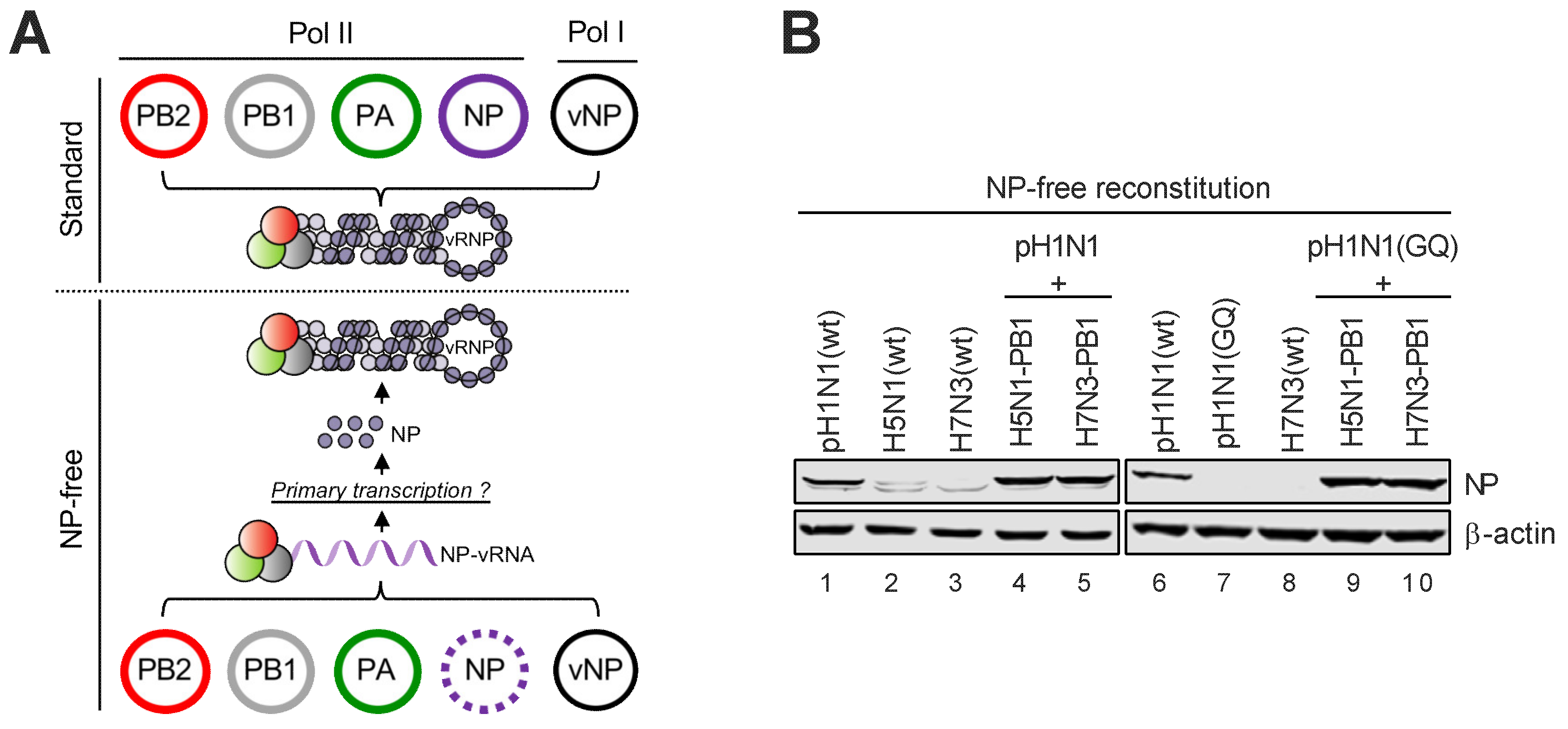 Viruses 12 00266 g004 Viruses 12 00266 g004
