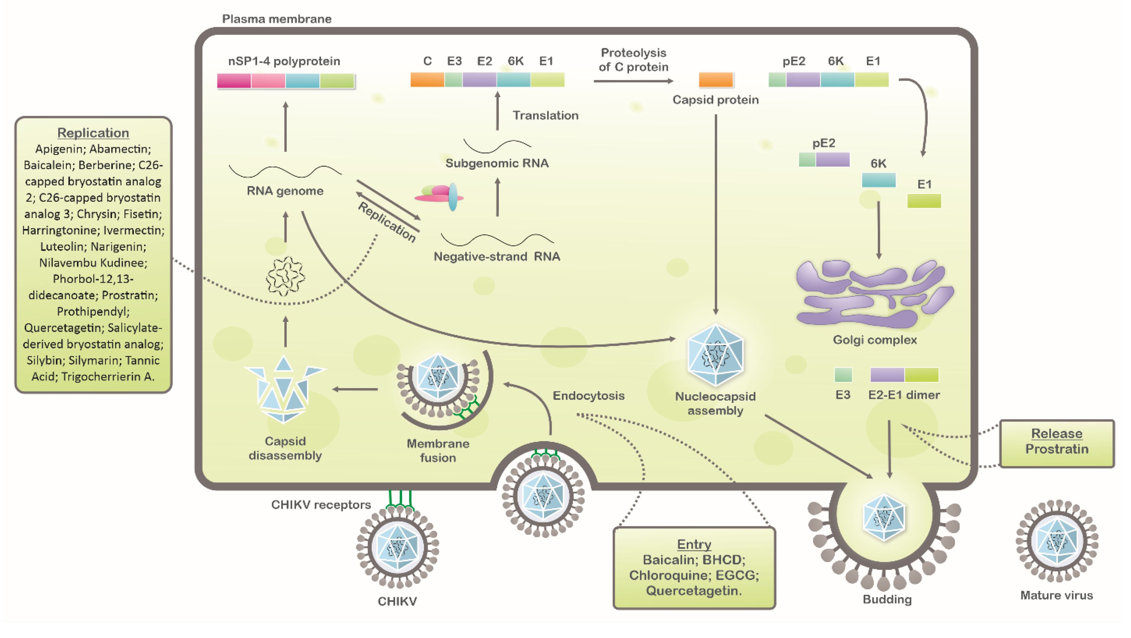 Viruses 12 00272 g001
