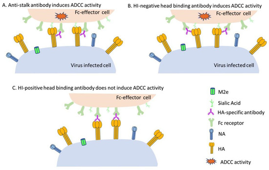 Viruses 12 00276 g003