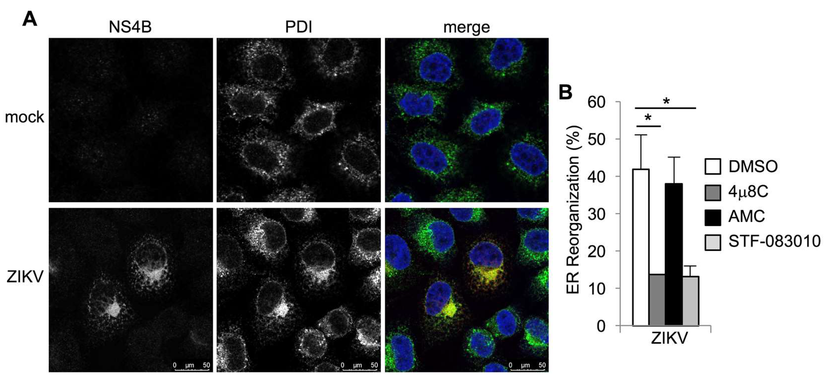 Viruses 12 00278 g005