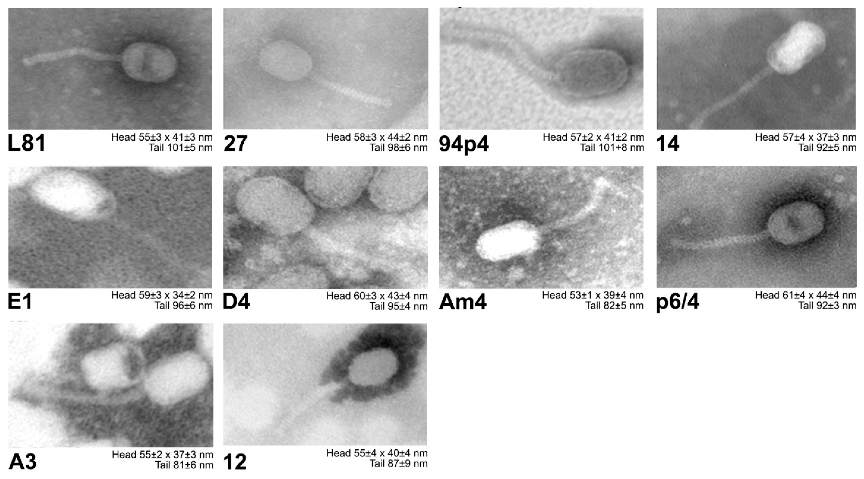 Viruses 12 00280 g002 Viruses 12 00280 g002