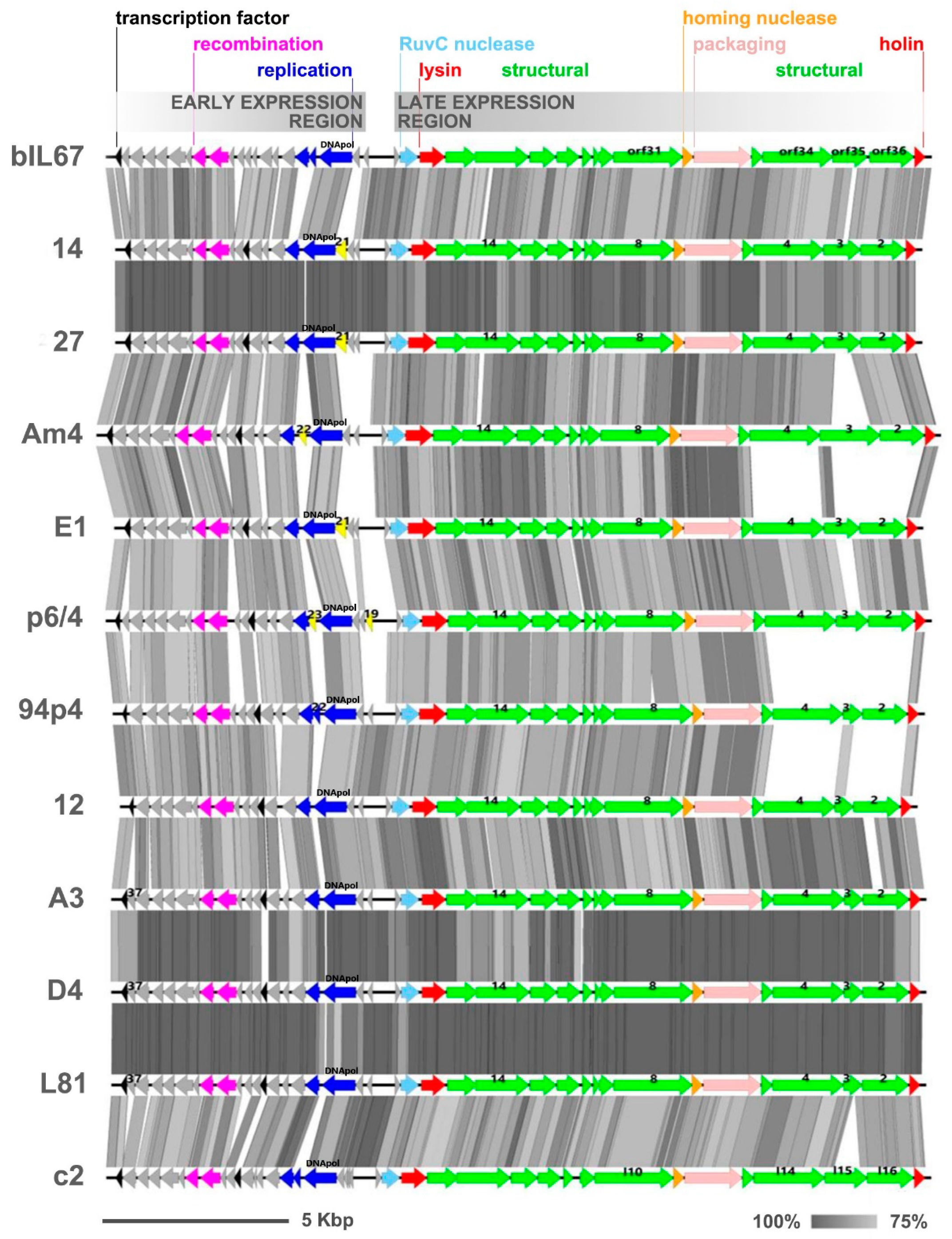 Viruses 12 00280 g005 Viruses 12 00280 g005