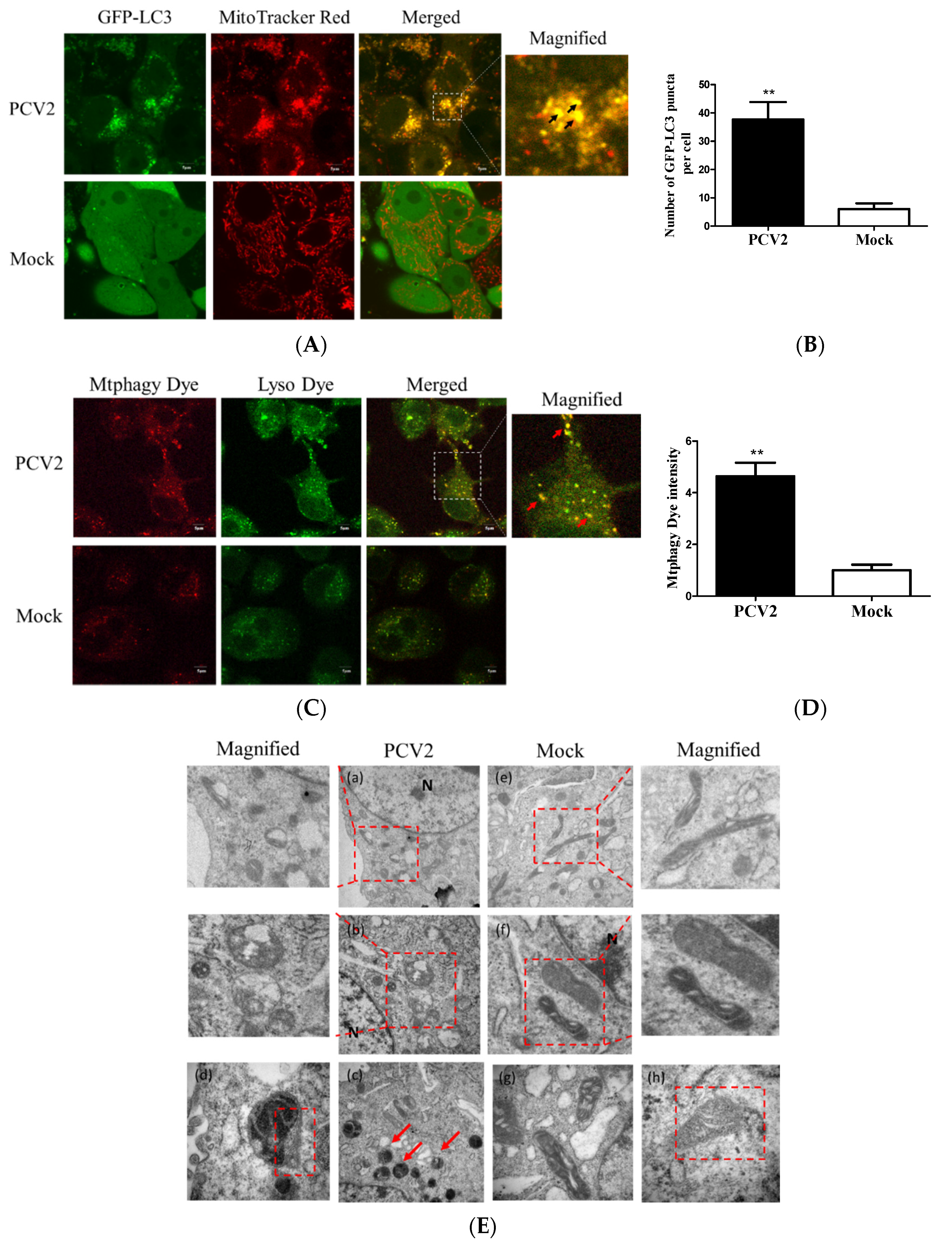 Viruses 12 00289 g001