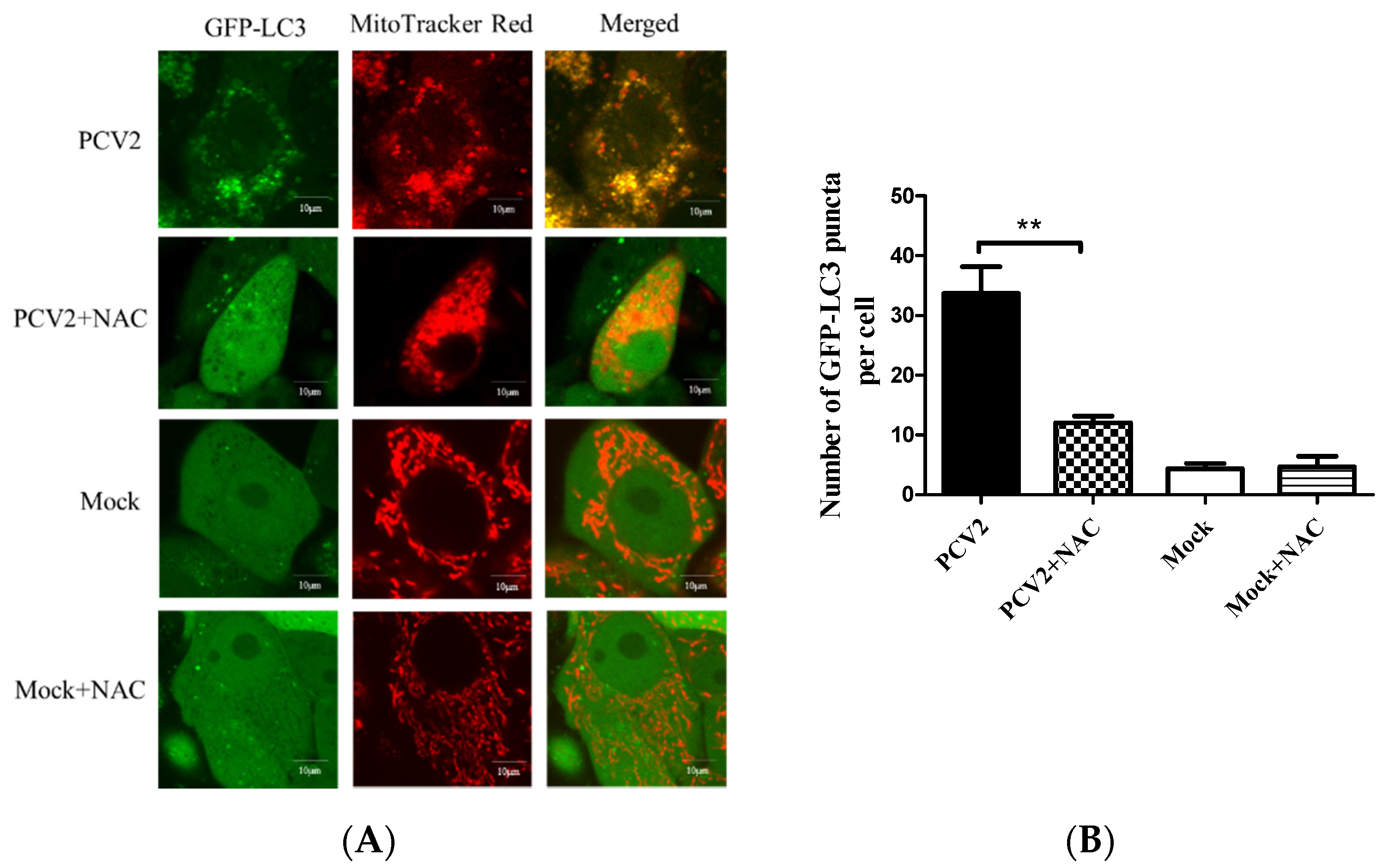 Viruses 12 00289 g005