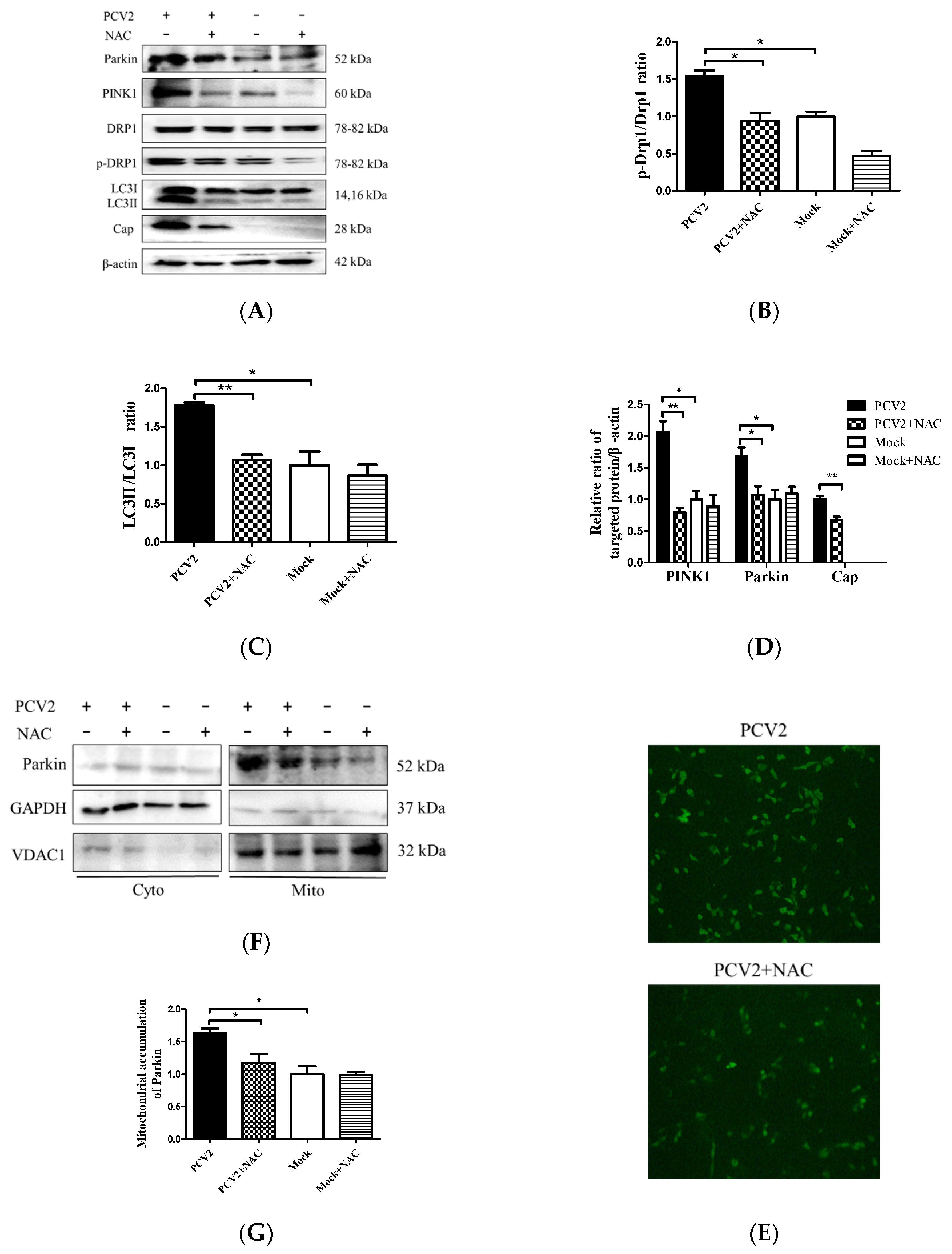 Viruses 12 00289 g006