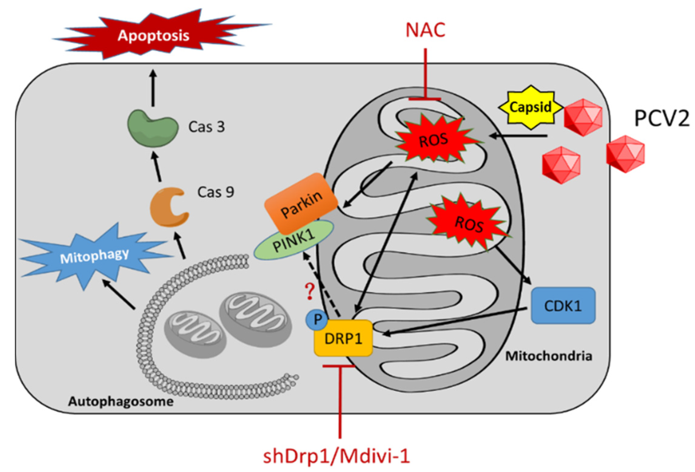 Viruses 12 00289 g009