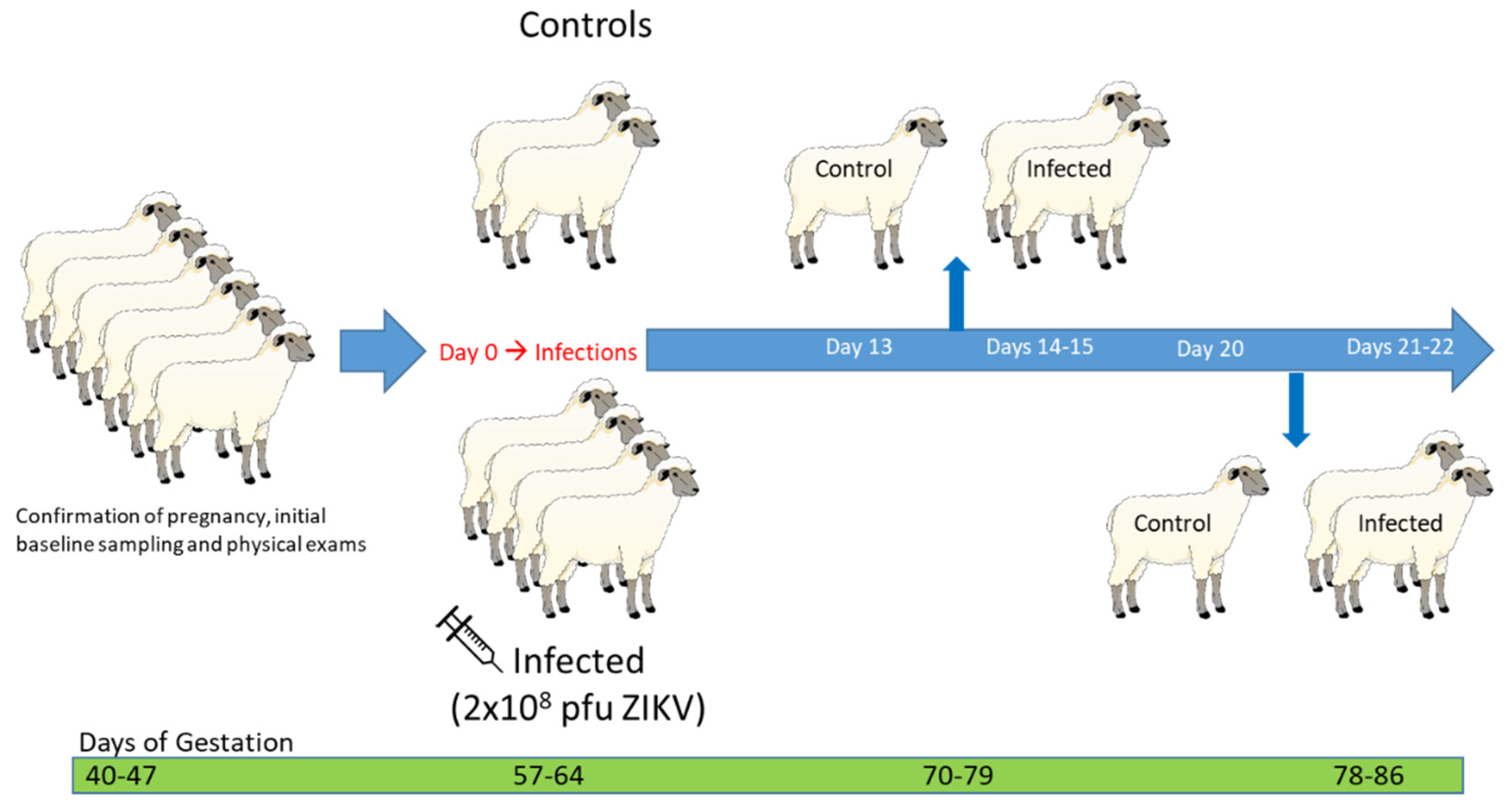 Viruses 12 00291 g001