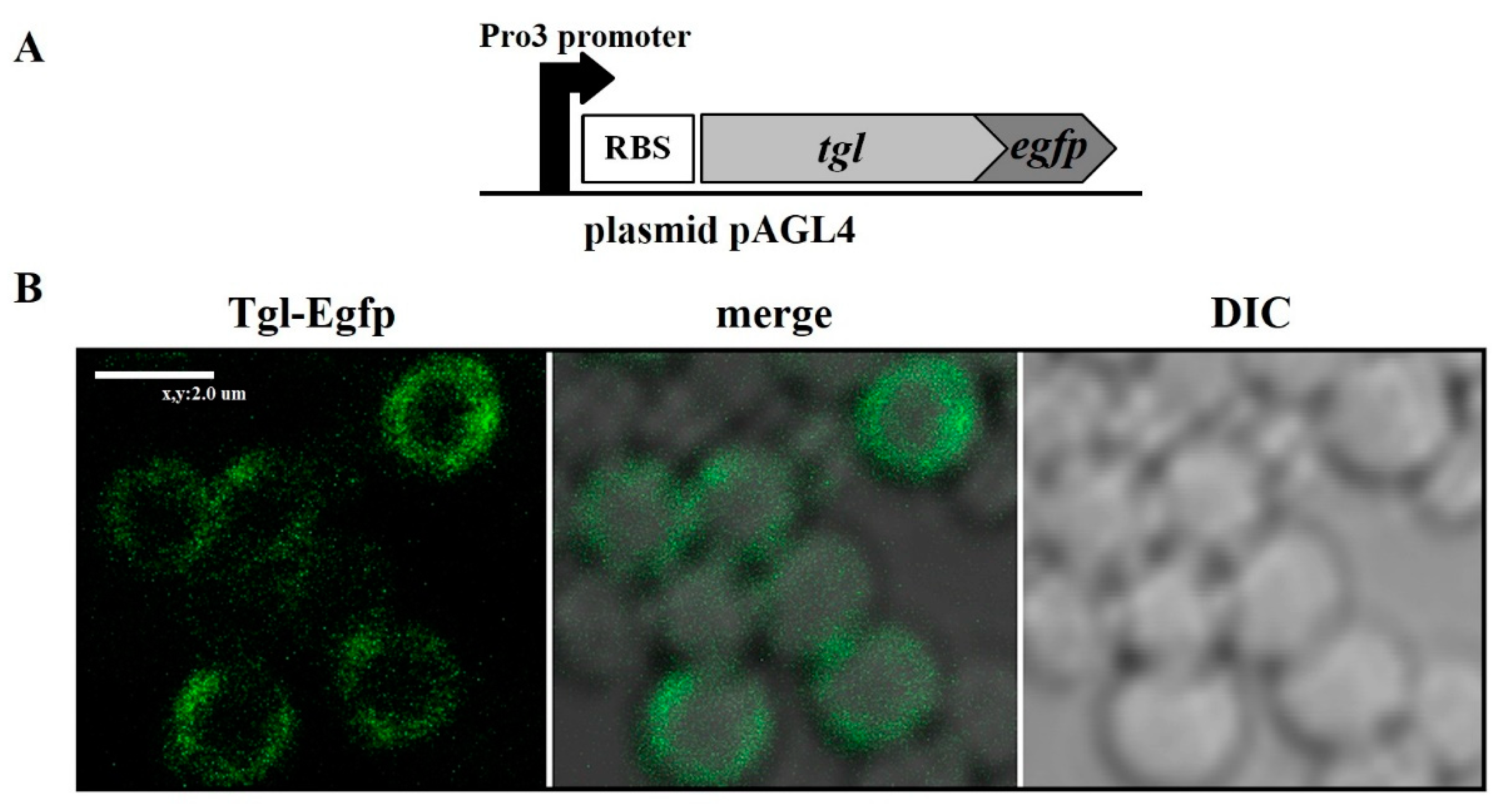 Viruses 12 00292 g002