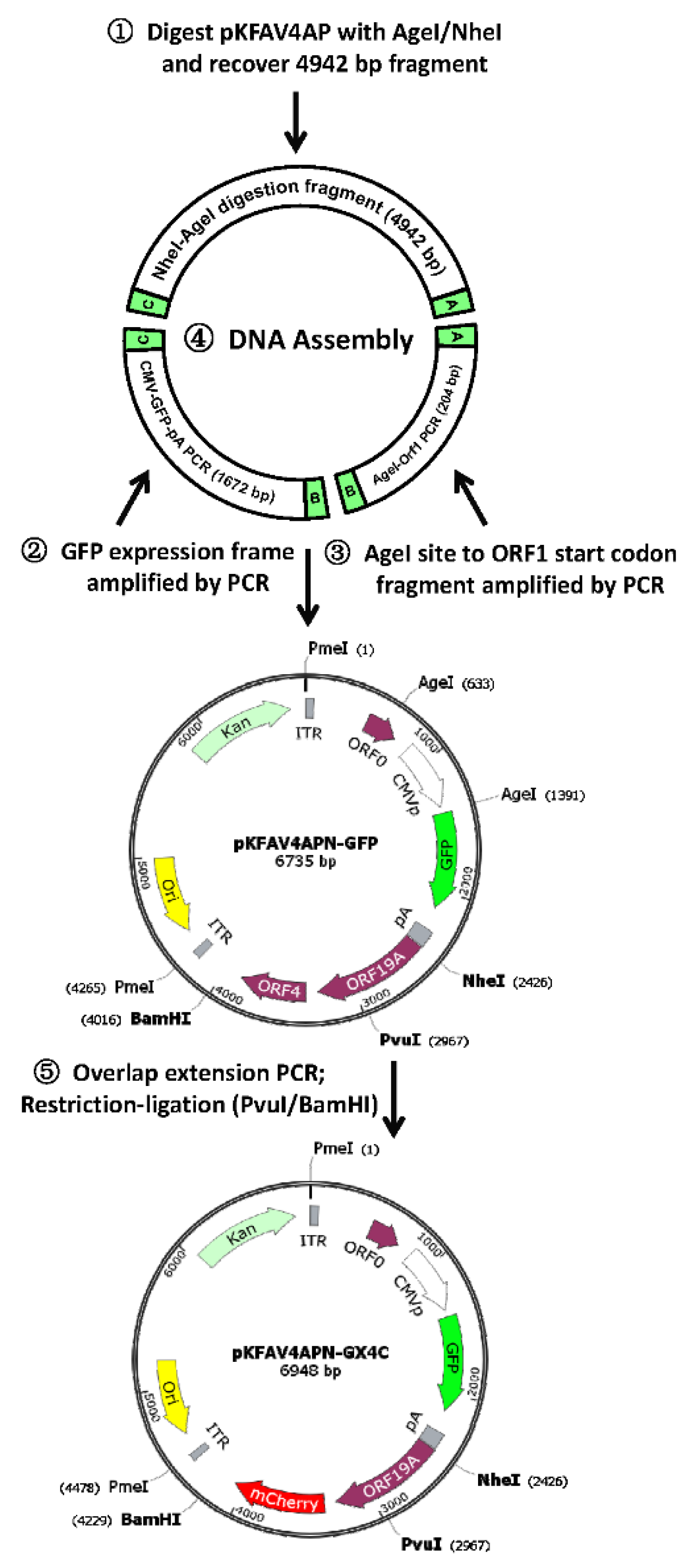 Viruses 12 00301 g002