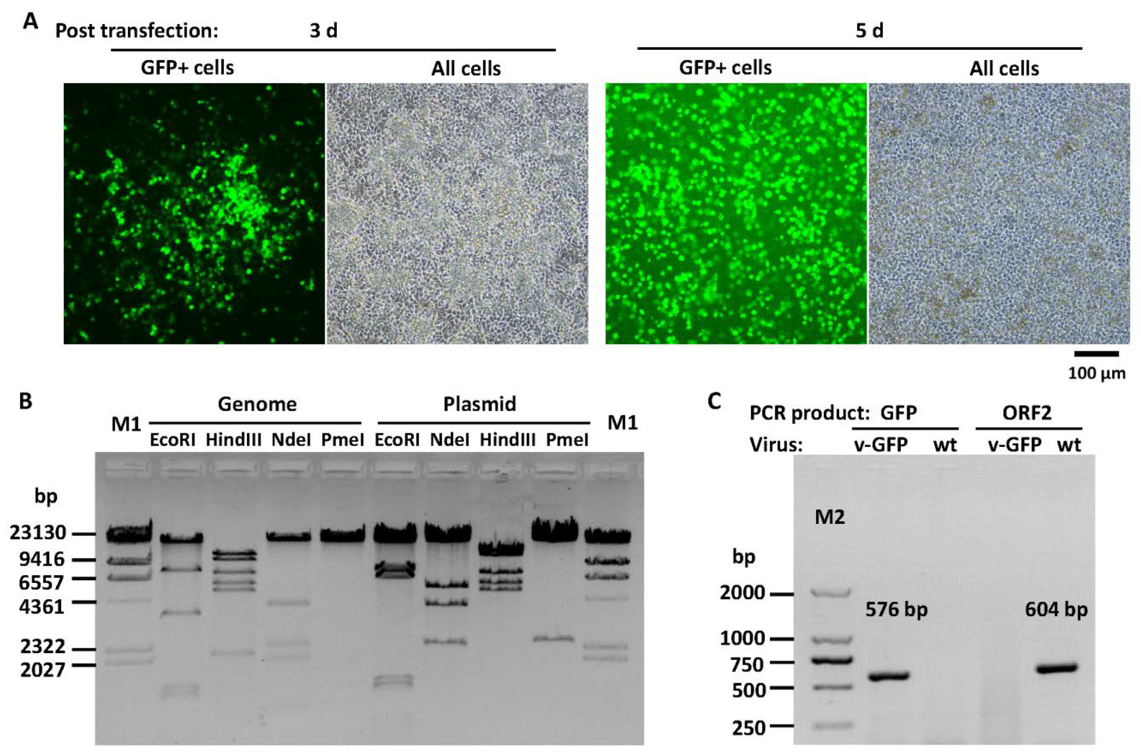 Viruses 12 00301 g003