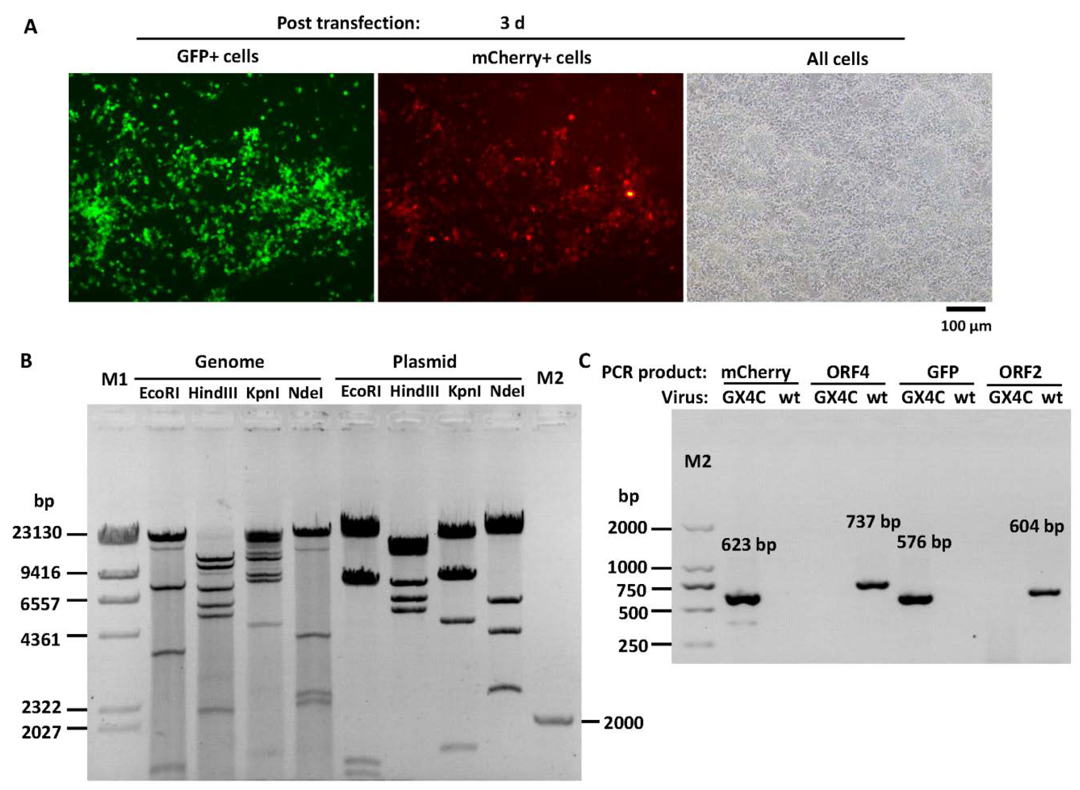 Viruses 12 00301 g004