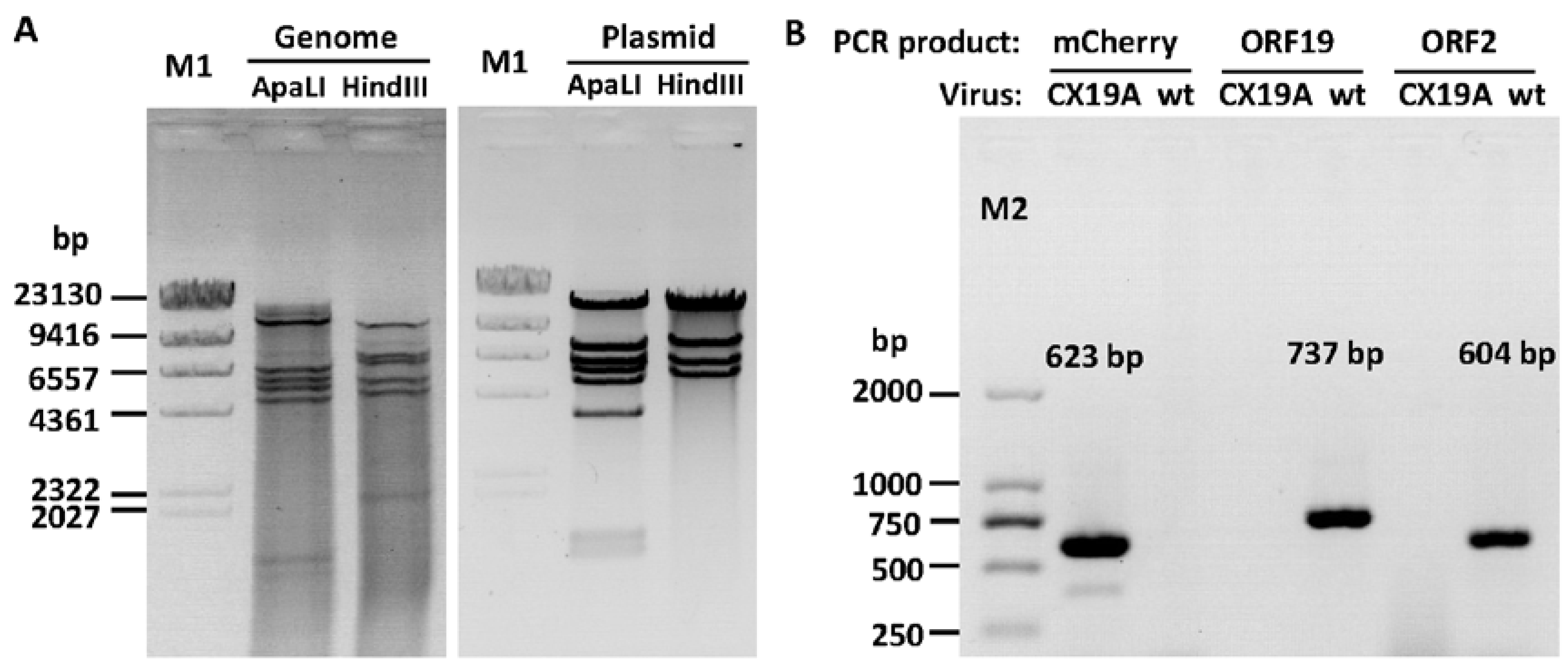 Viruses 12 00301 g005