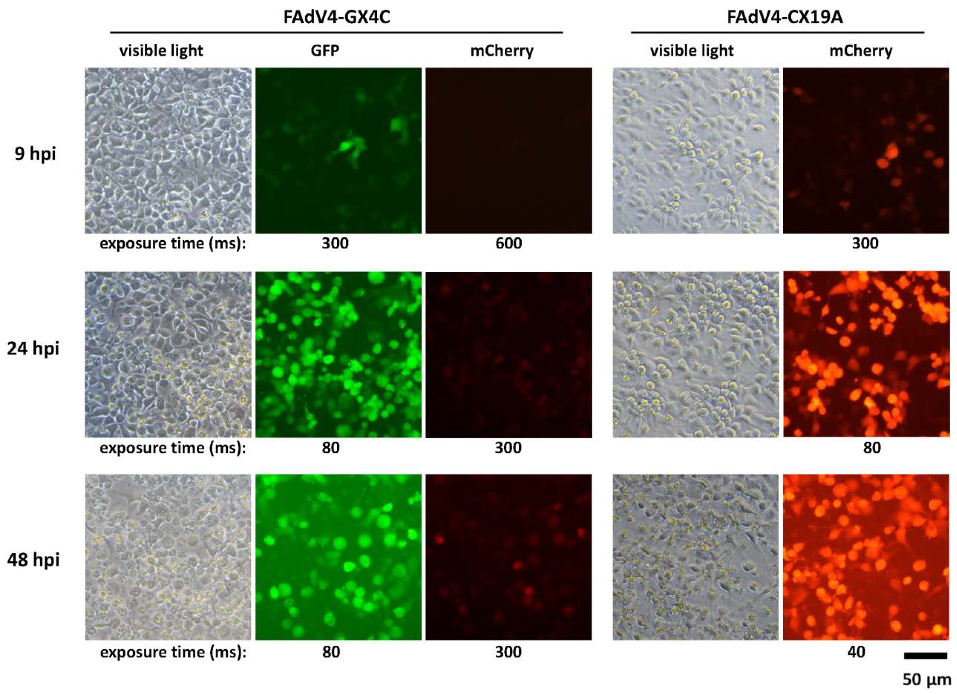 Viruses 12 00301 g007