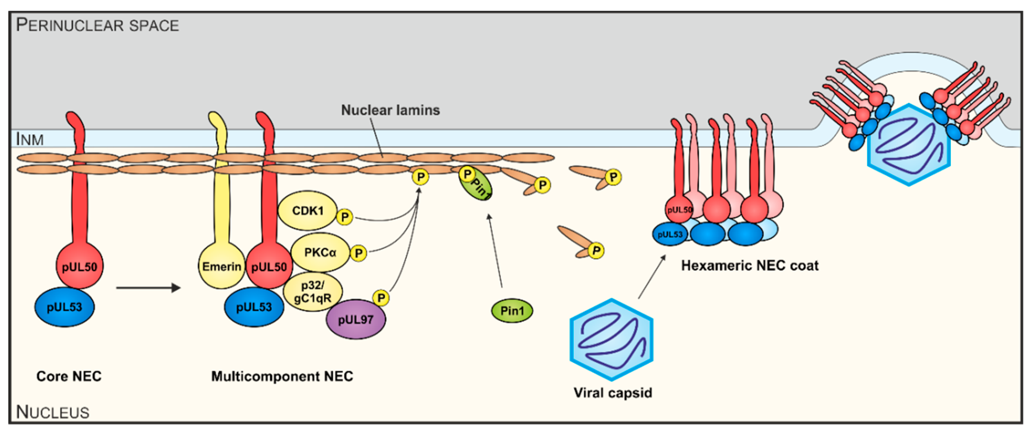 Viruses 12 00303 g001
