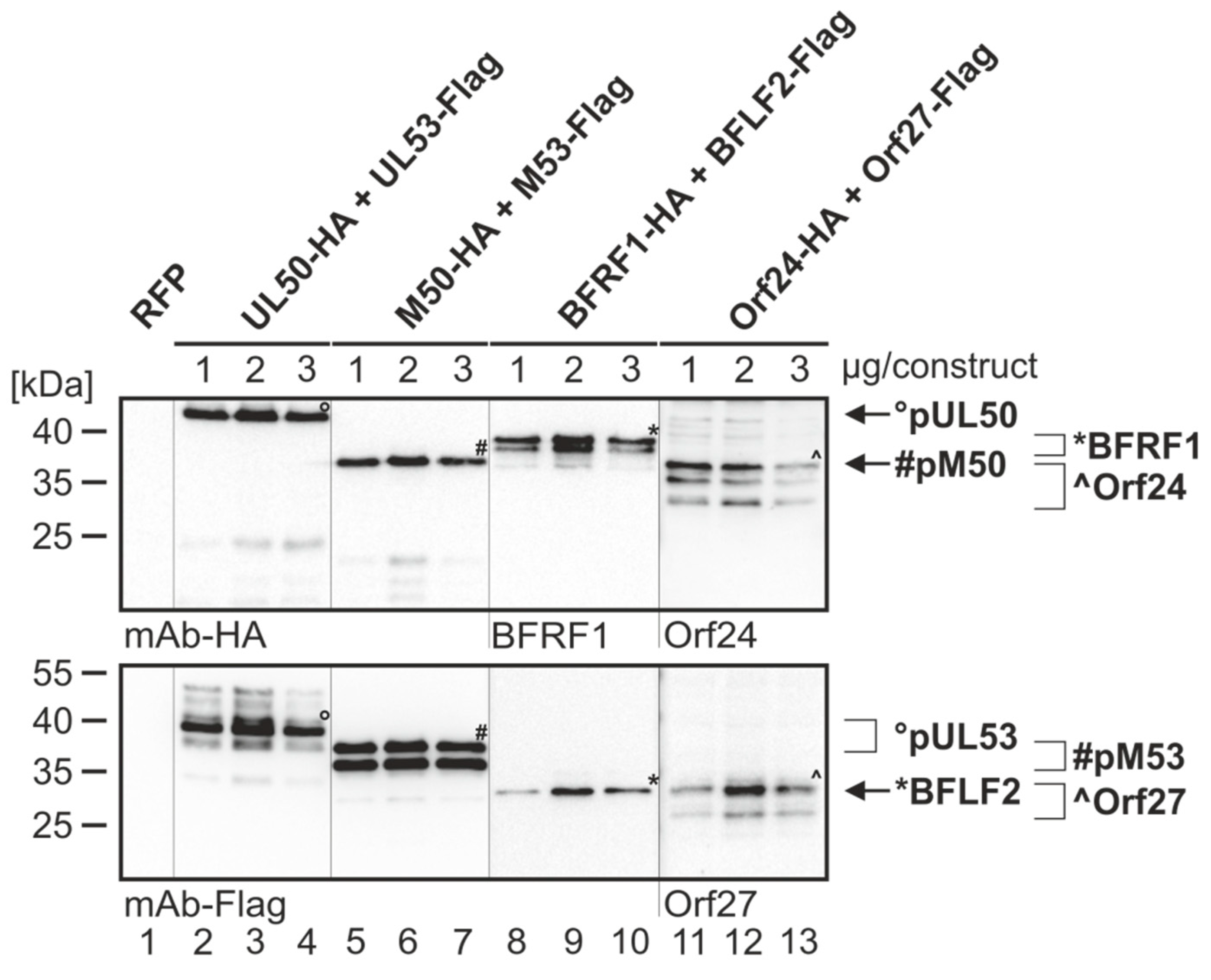 Viruses 12 00303 g002