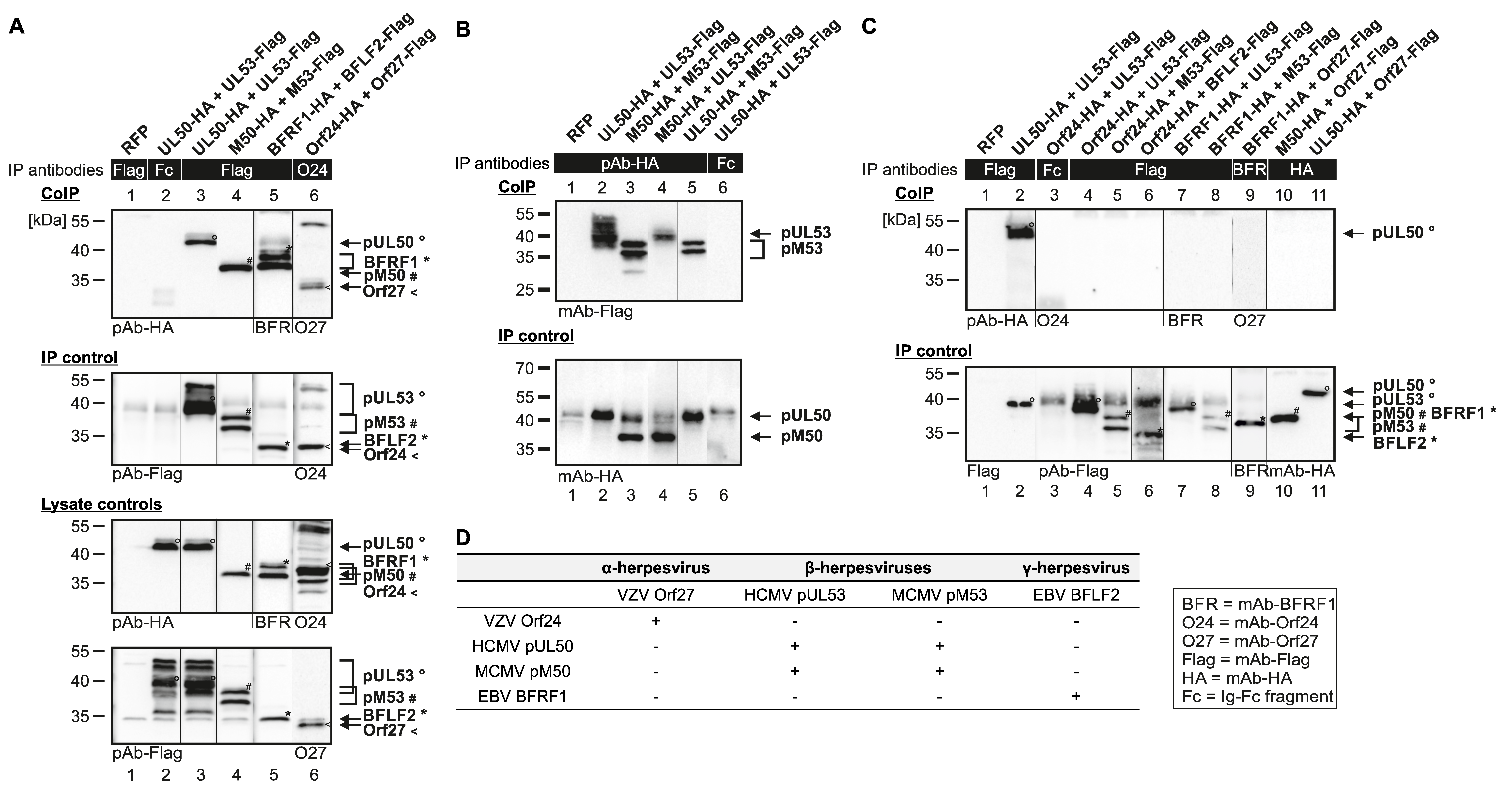 Viruses 12 00303 g003