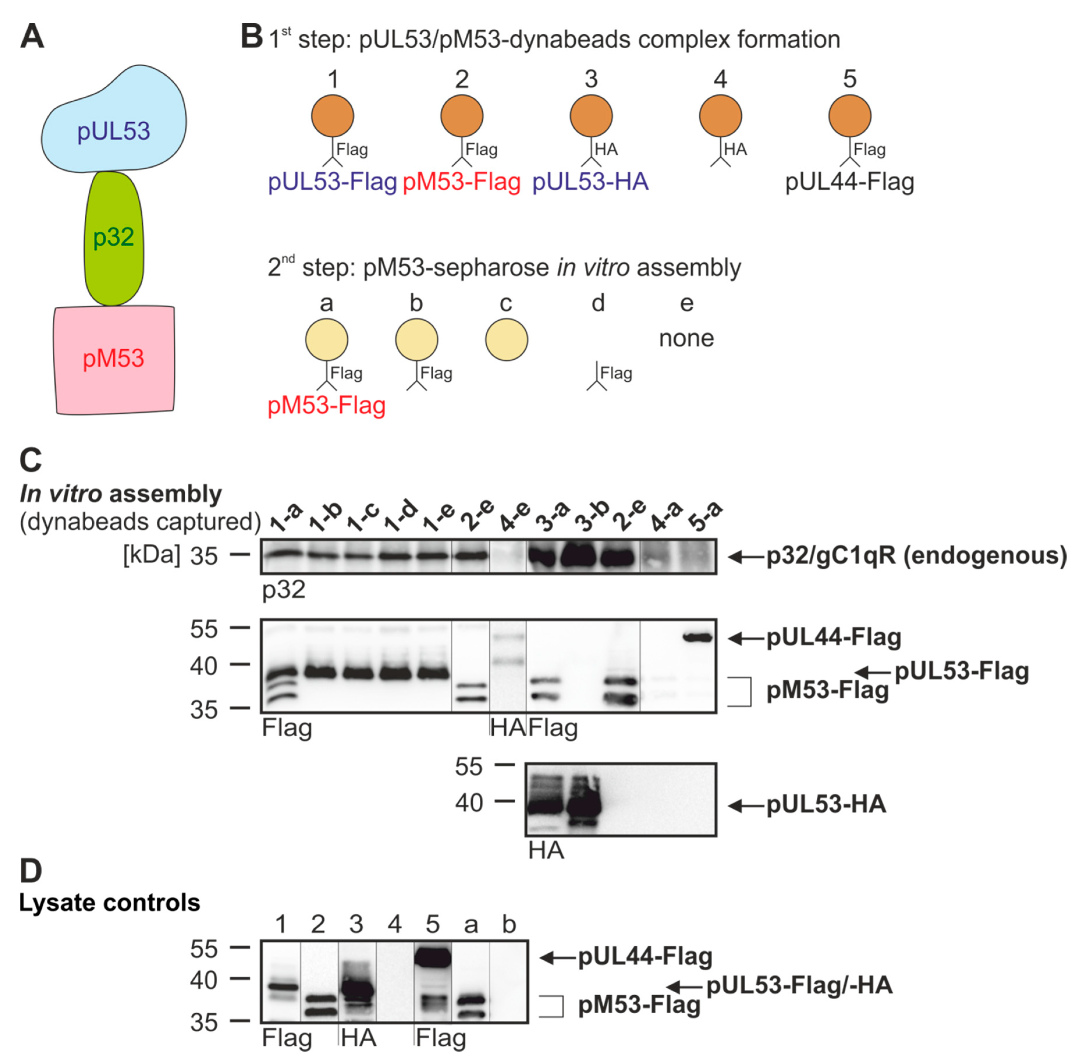 Viruses 12 00303 g005