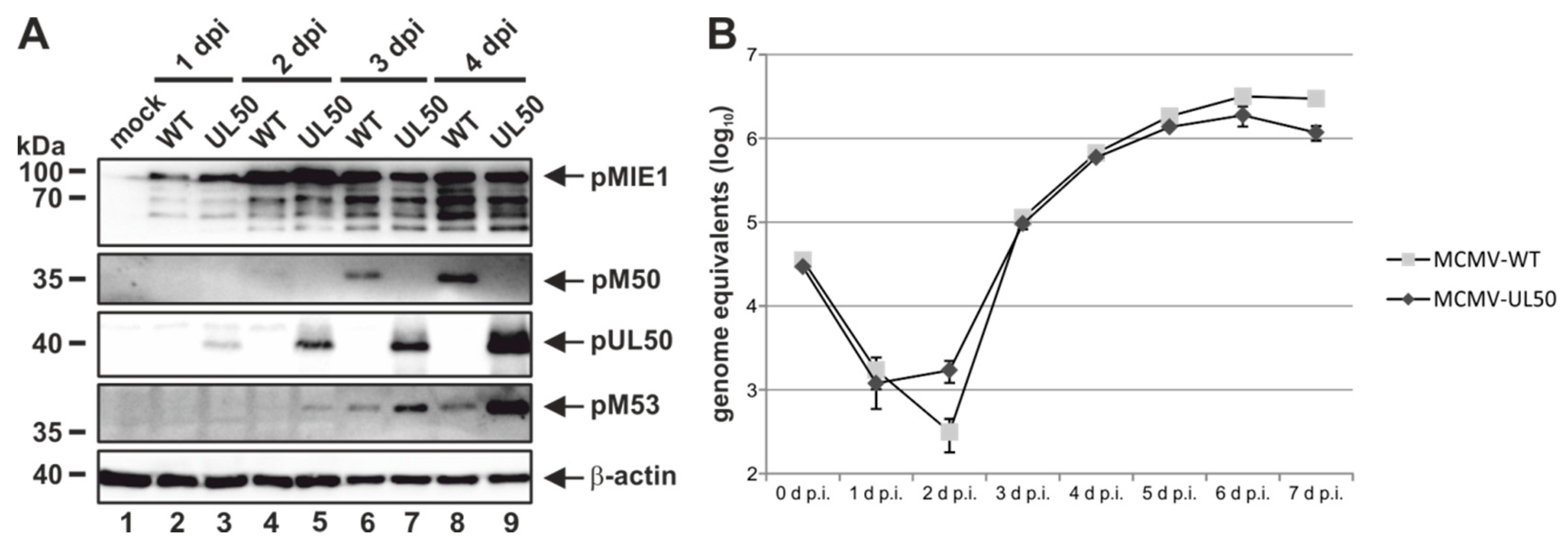 Viruses 12 00303 g006