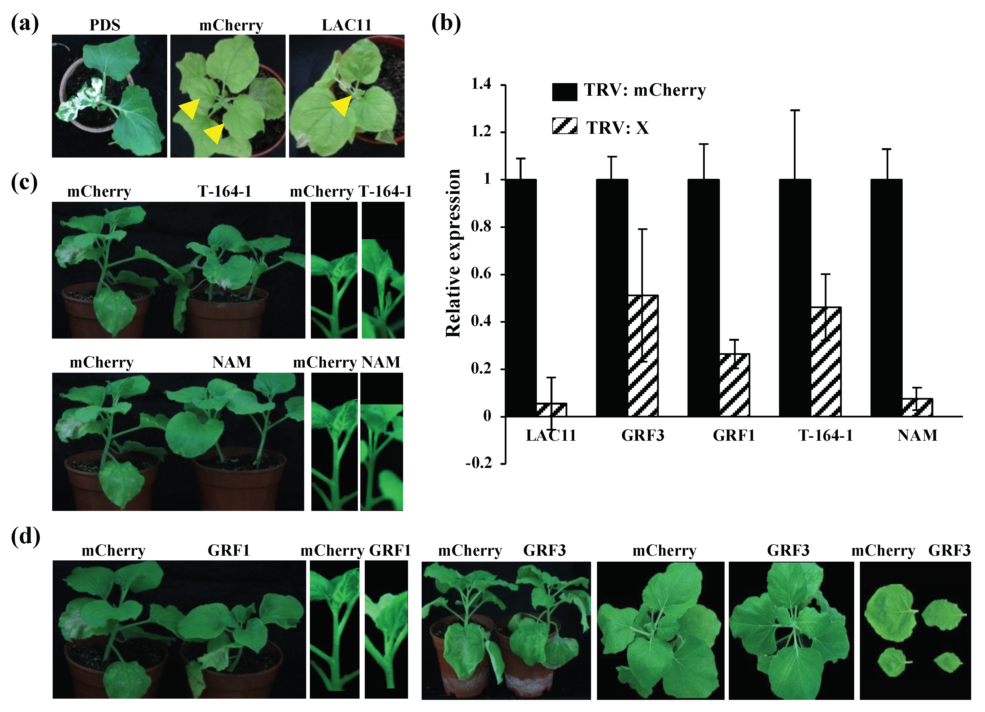 Viruses 12 00310 g005