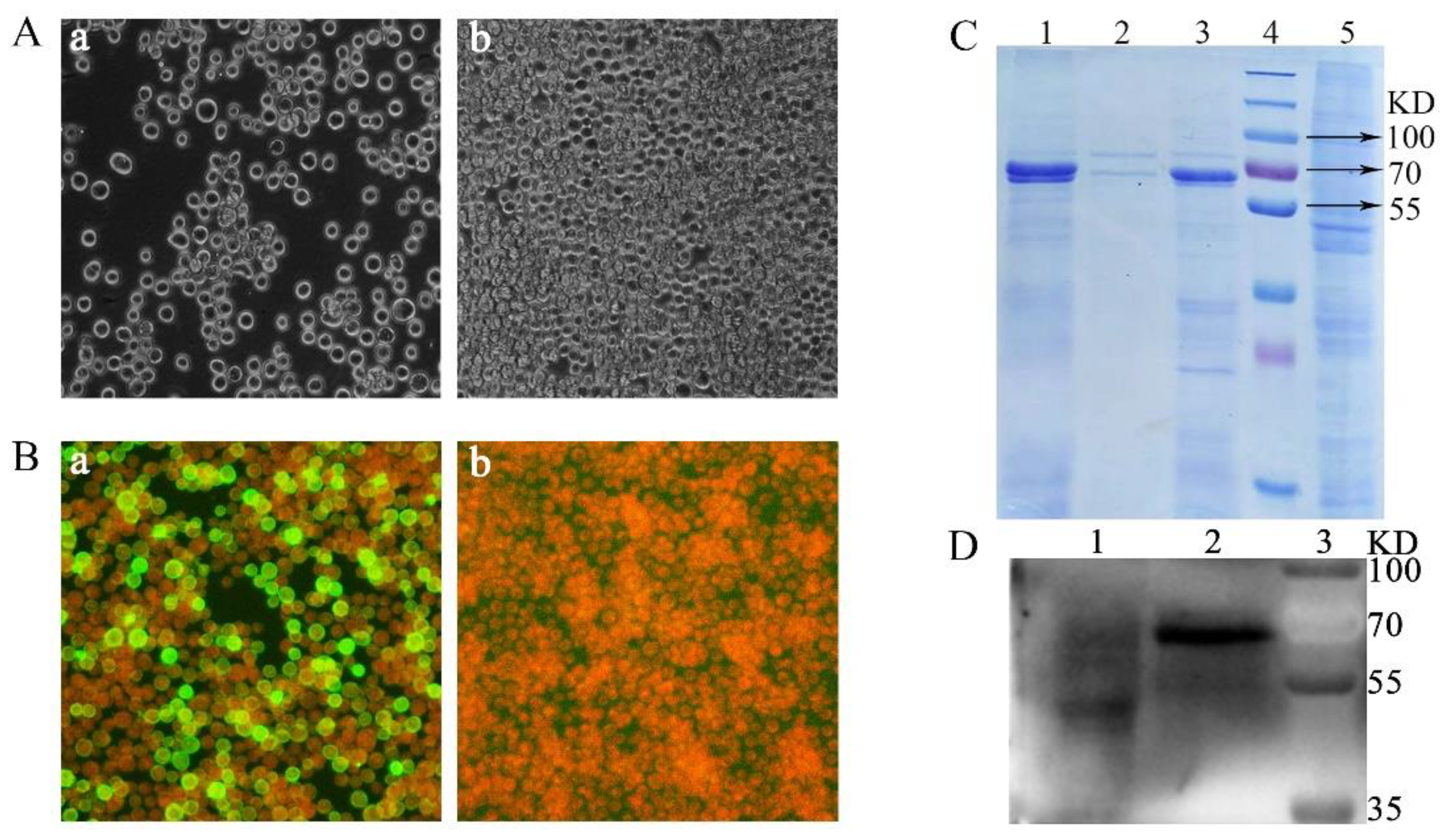 Viruses 12 00315 g001 Viruses 12 00315 g001