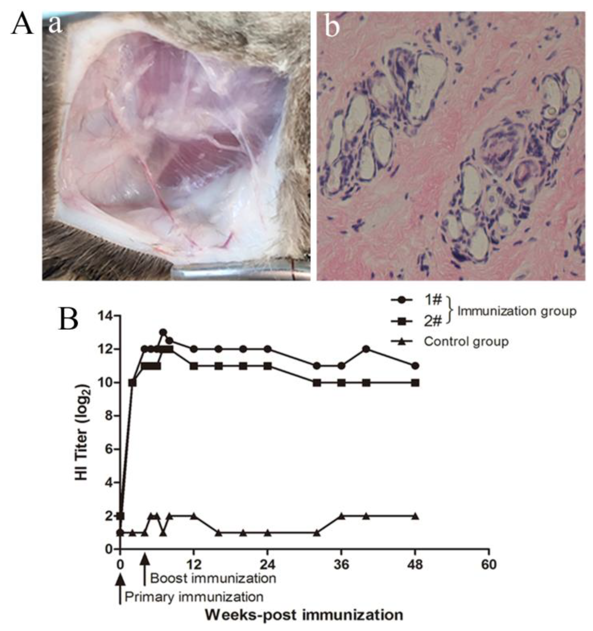 Viruses 12 00315 g003 Viruses 12 00315 g003