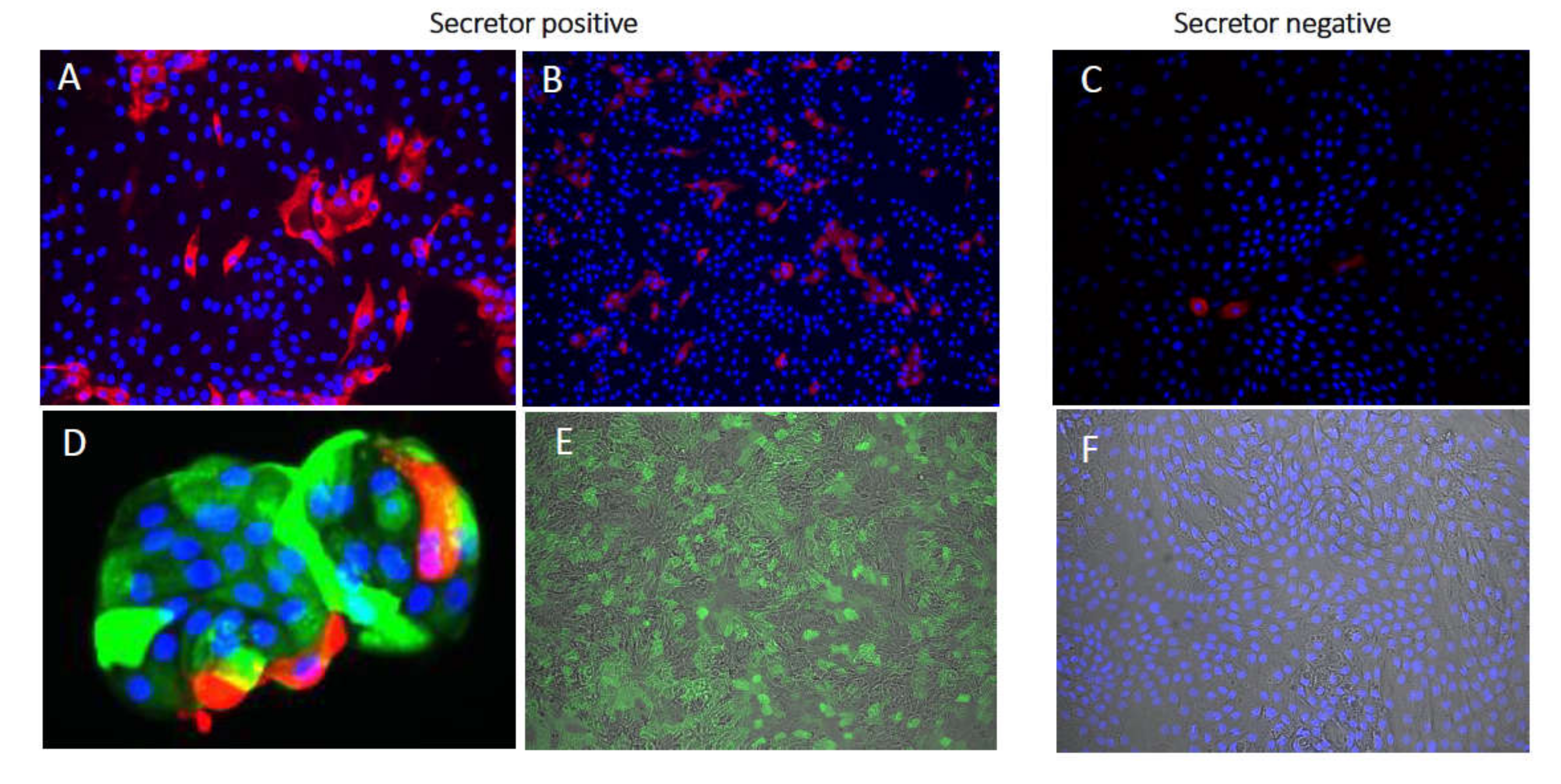 Viruses 12 00324 g003