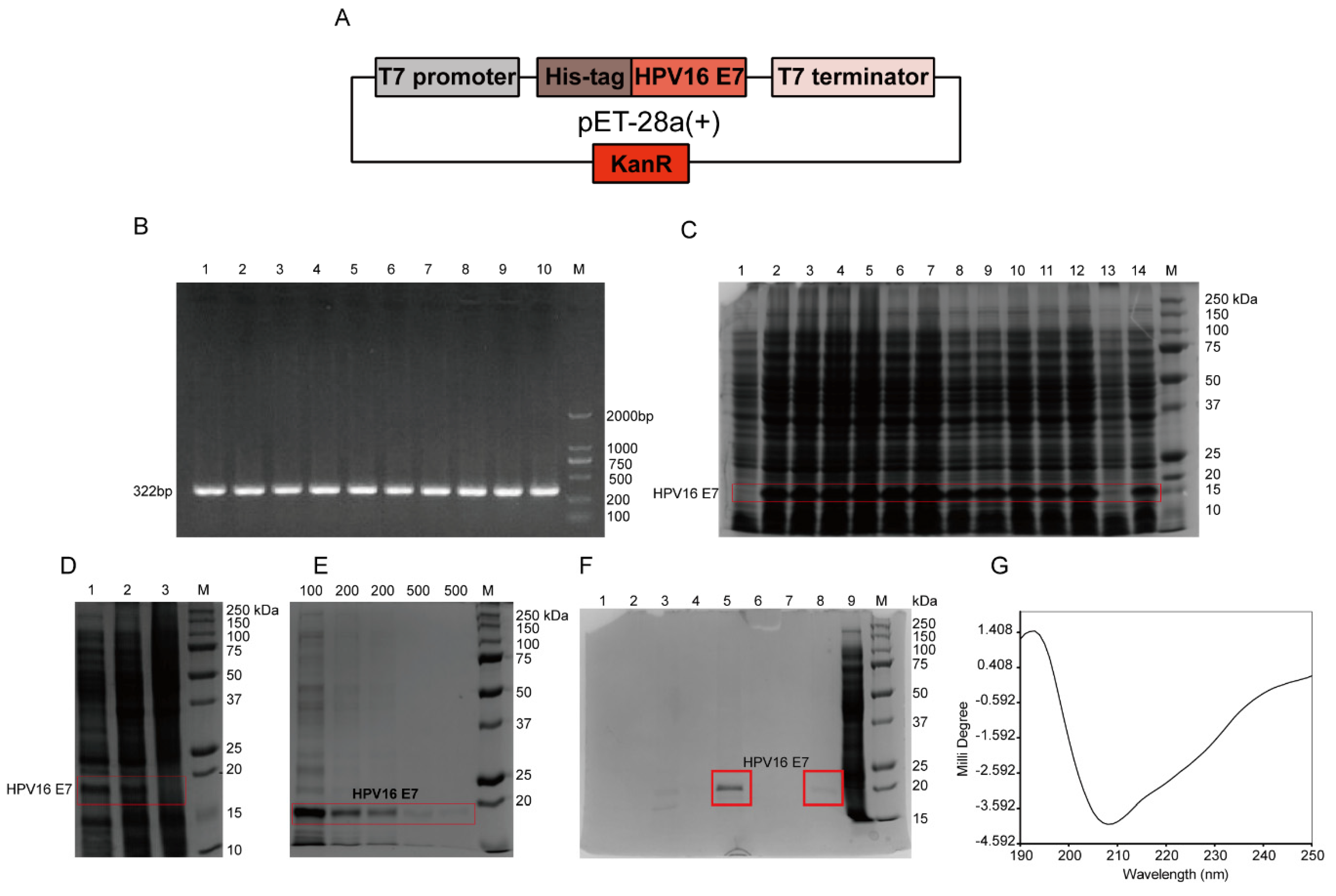 Viruses 12 00333 g001 Viruses 12 00333 g001