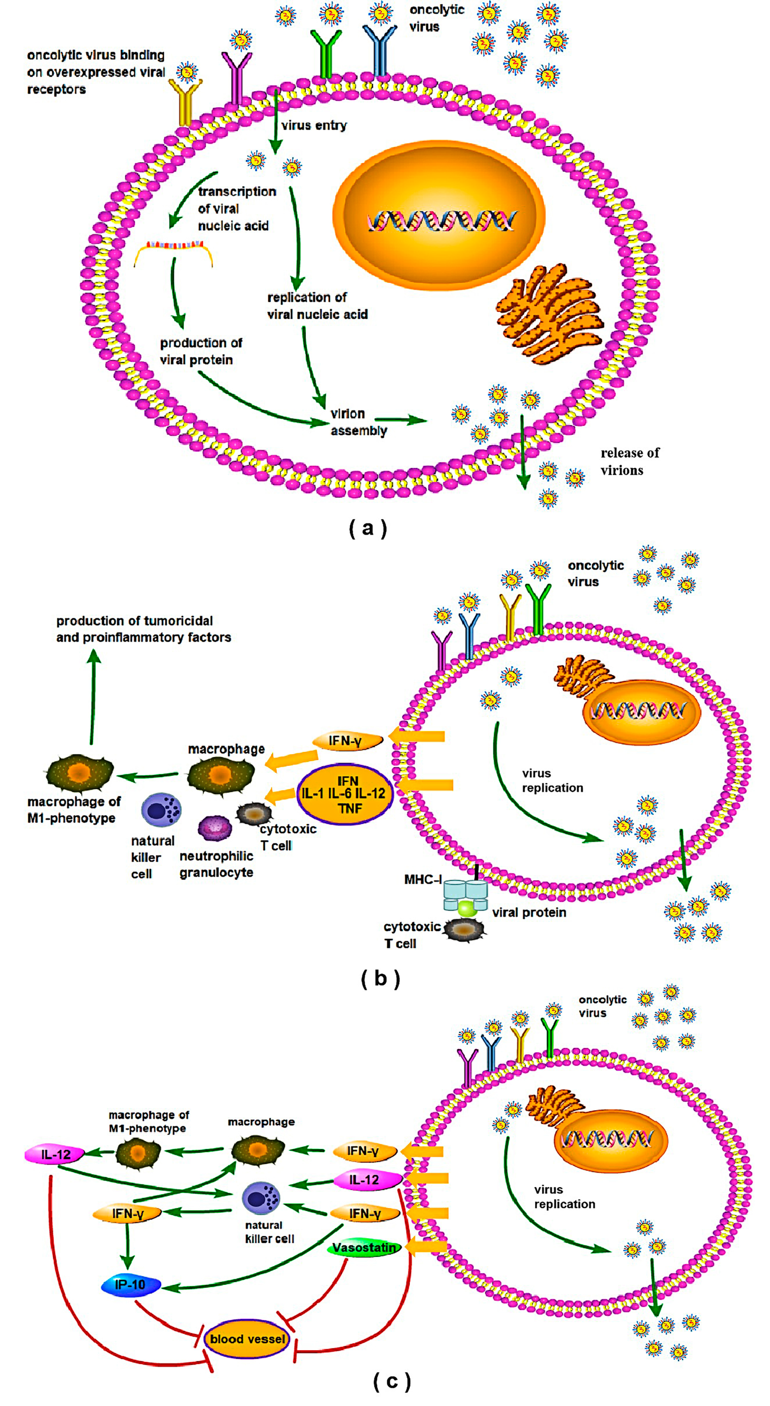 Viruses 12 00339 g003 Viruses 12 00339 g003