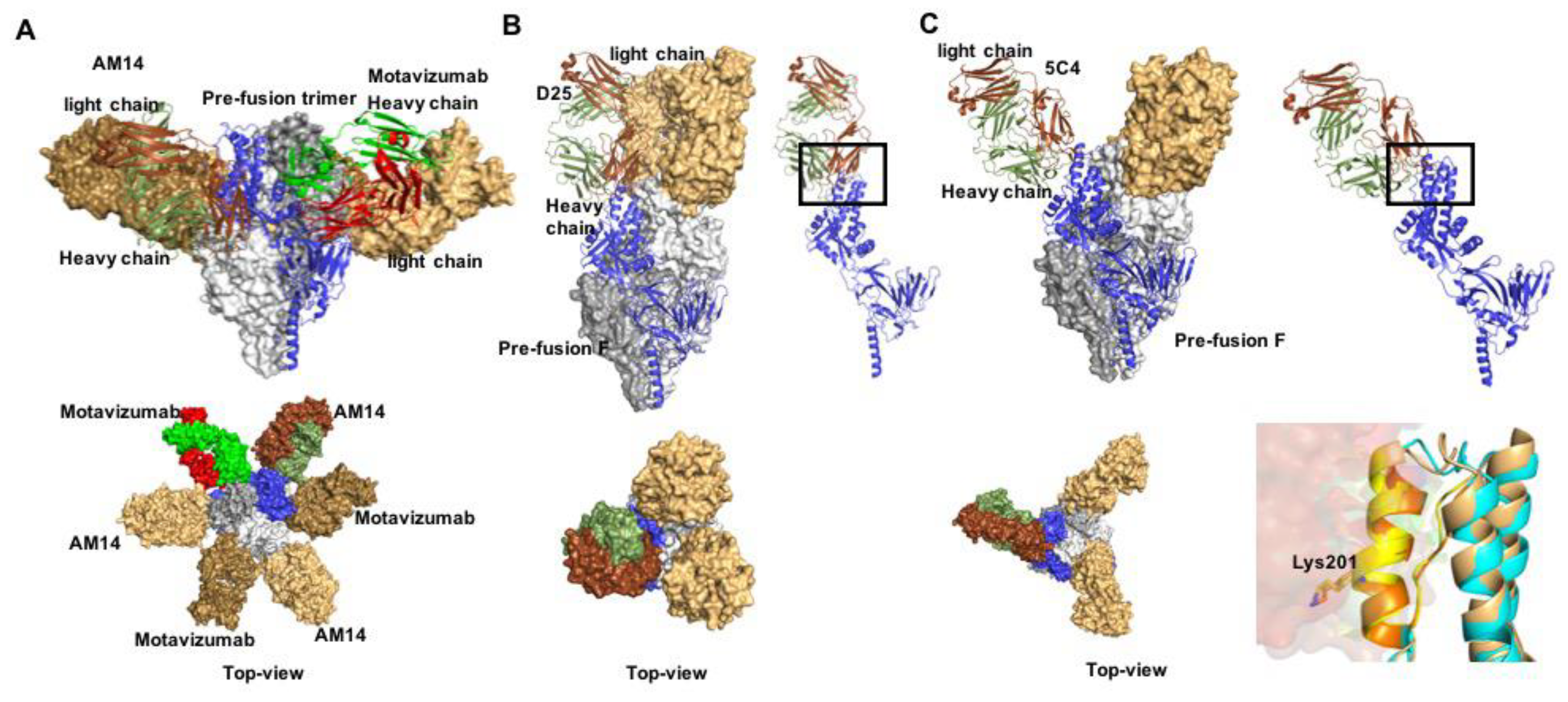 Viruses 12 00342 g003 Viruses 12 00342 g003