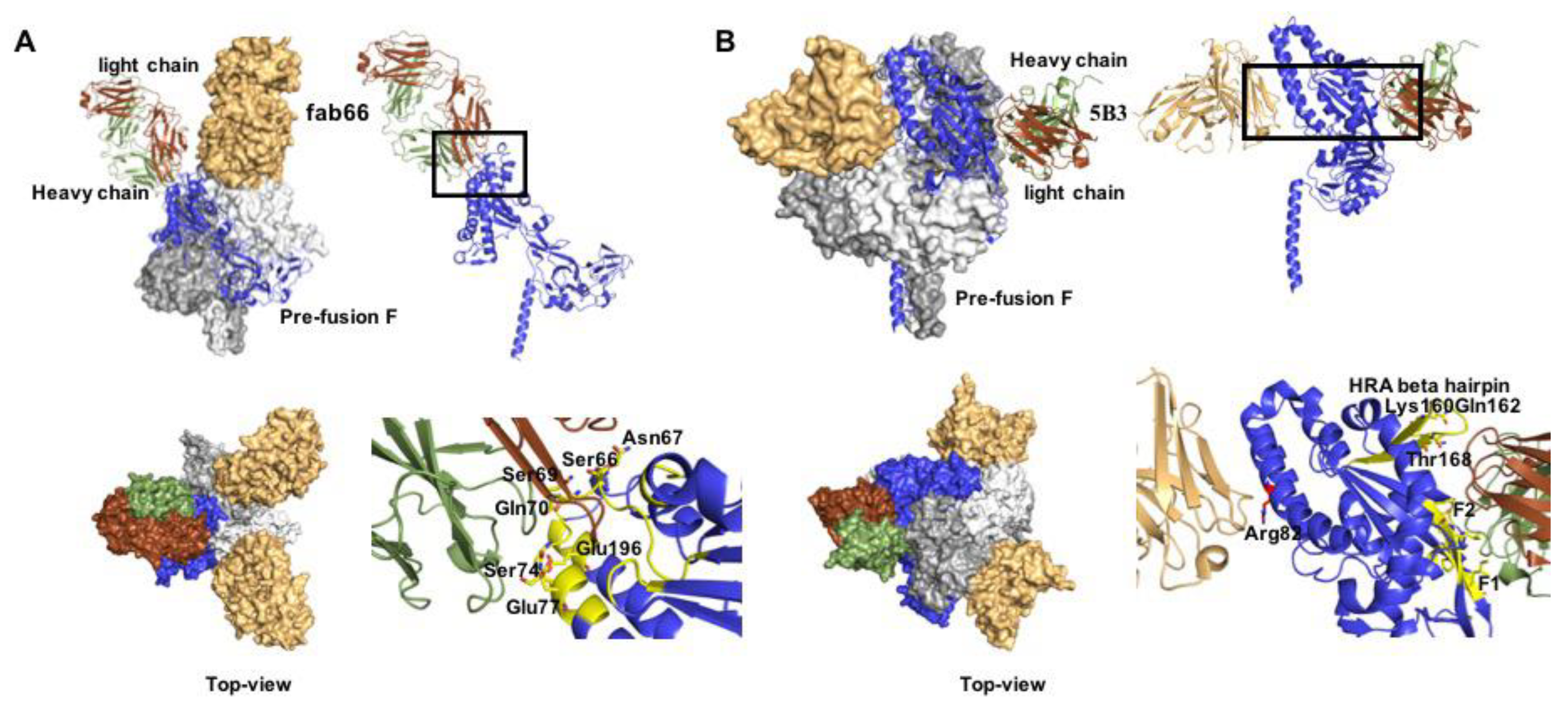 Viruses 12 00342 g005 Viruses 12 00342 g005