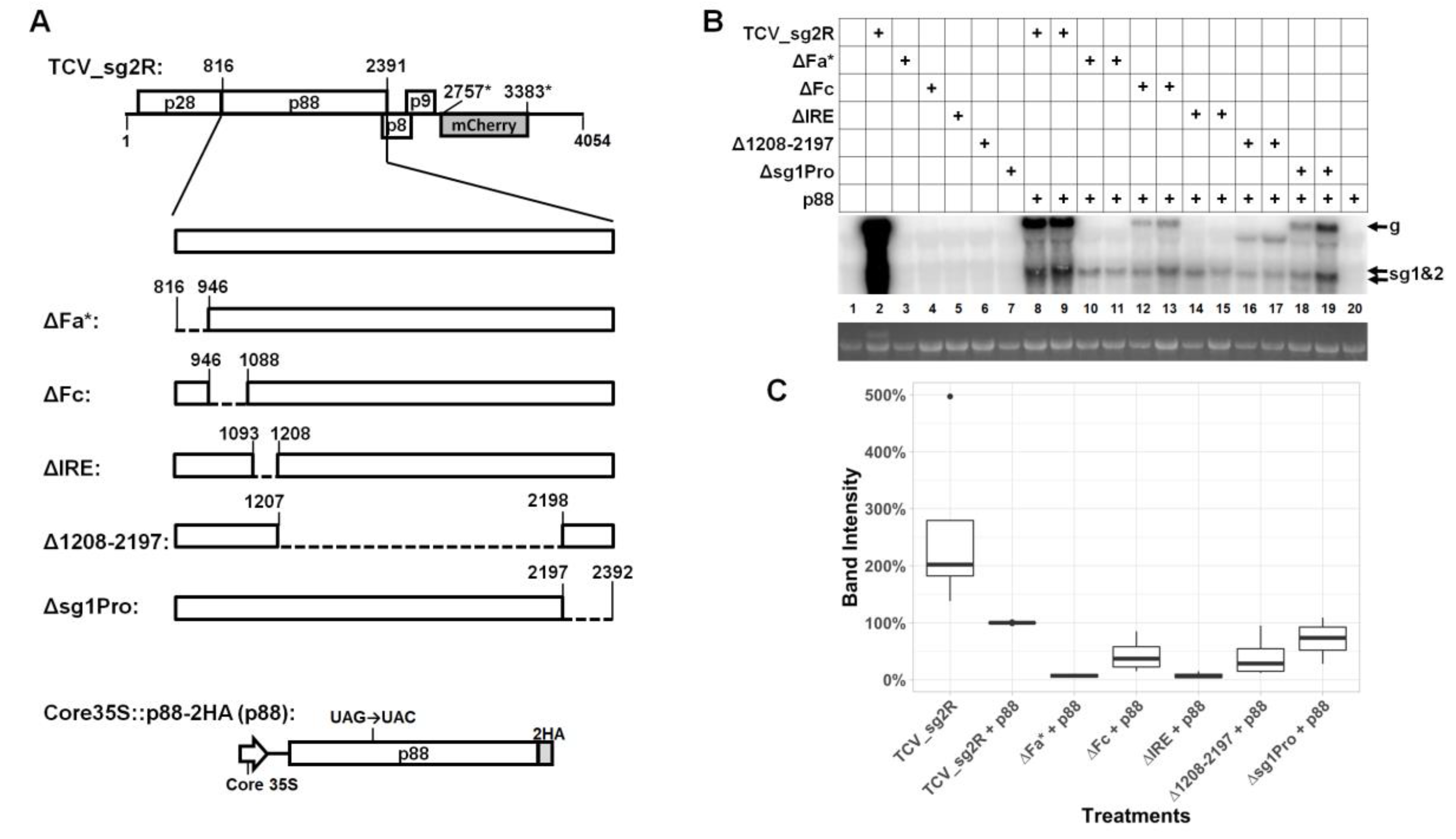 Viruses 12 00350 g001