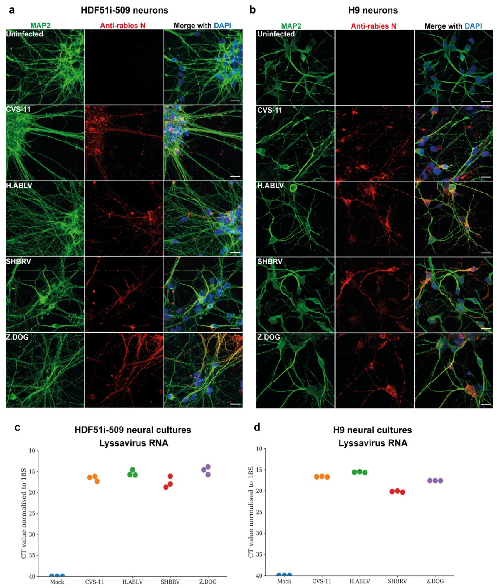 Viruses 12 00359 g002