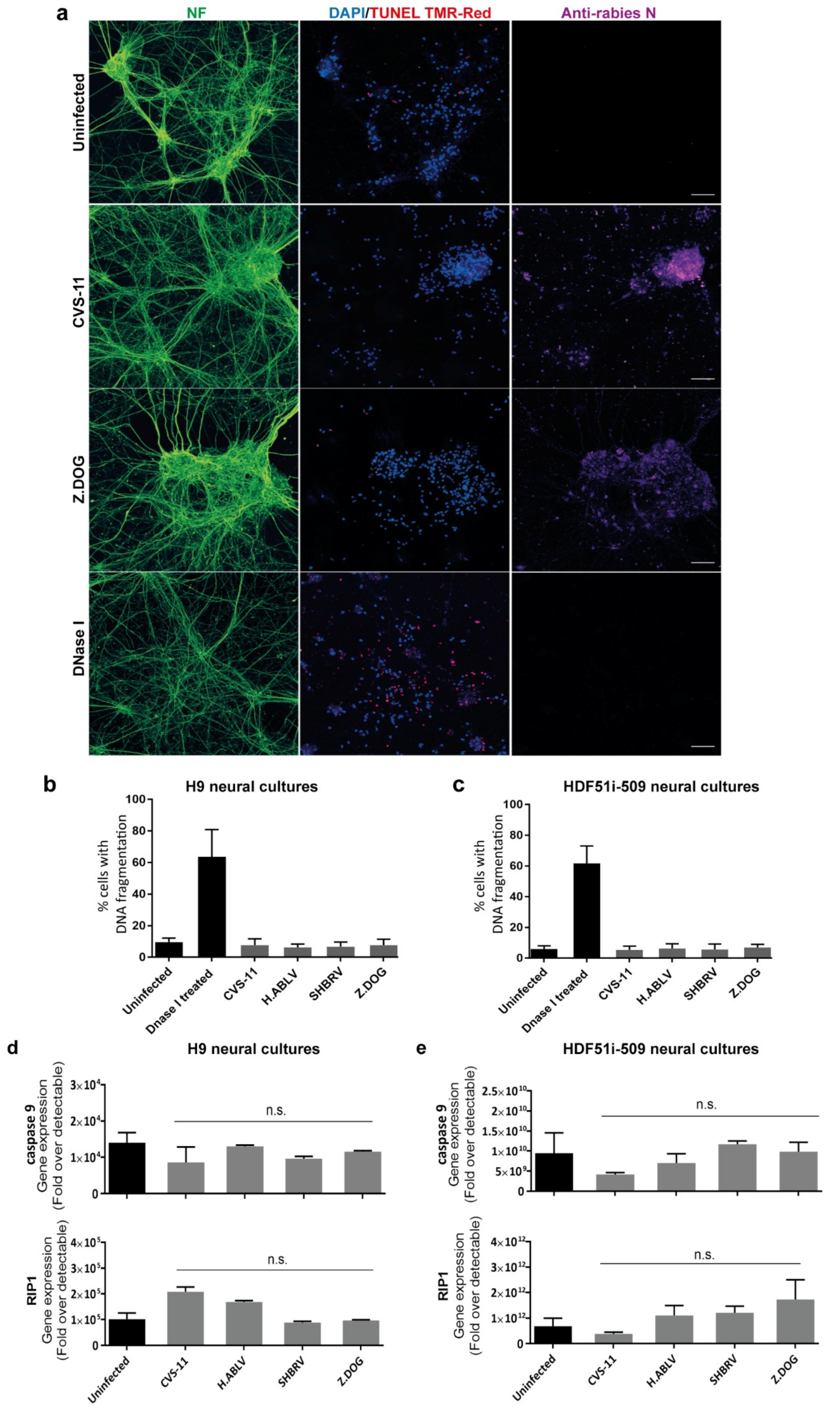 Viruses 12 00359 g003