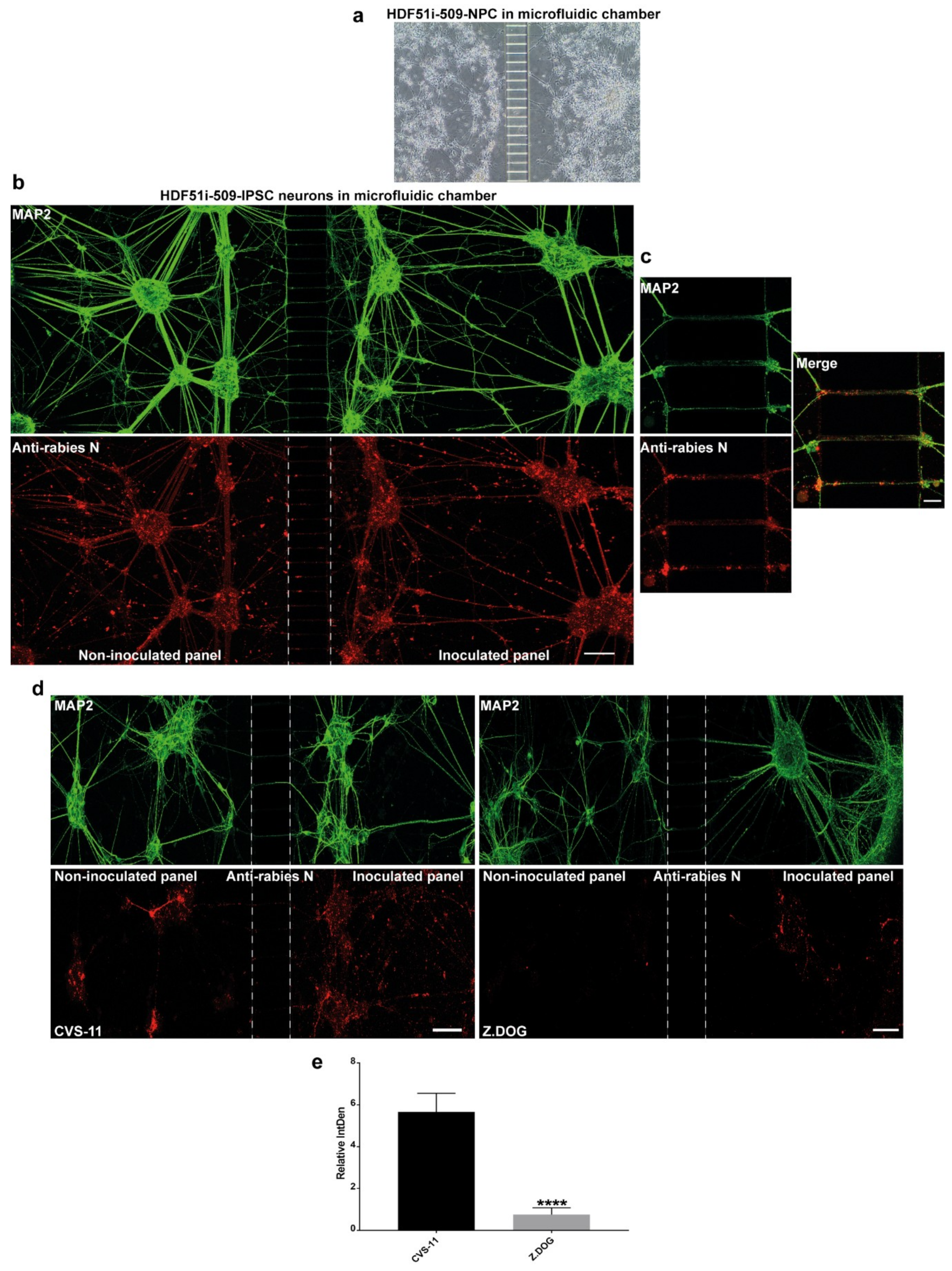 Viruses 12 00359 g005