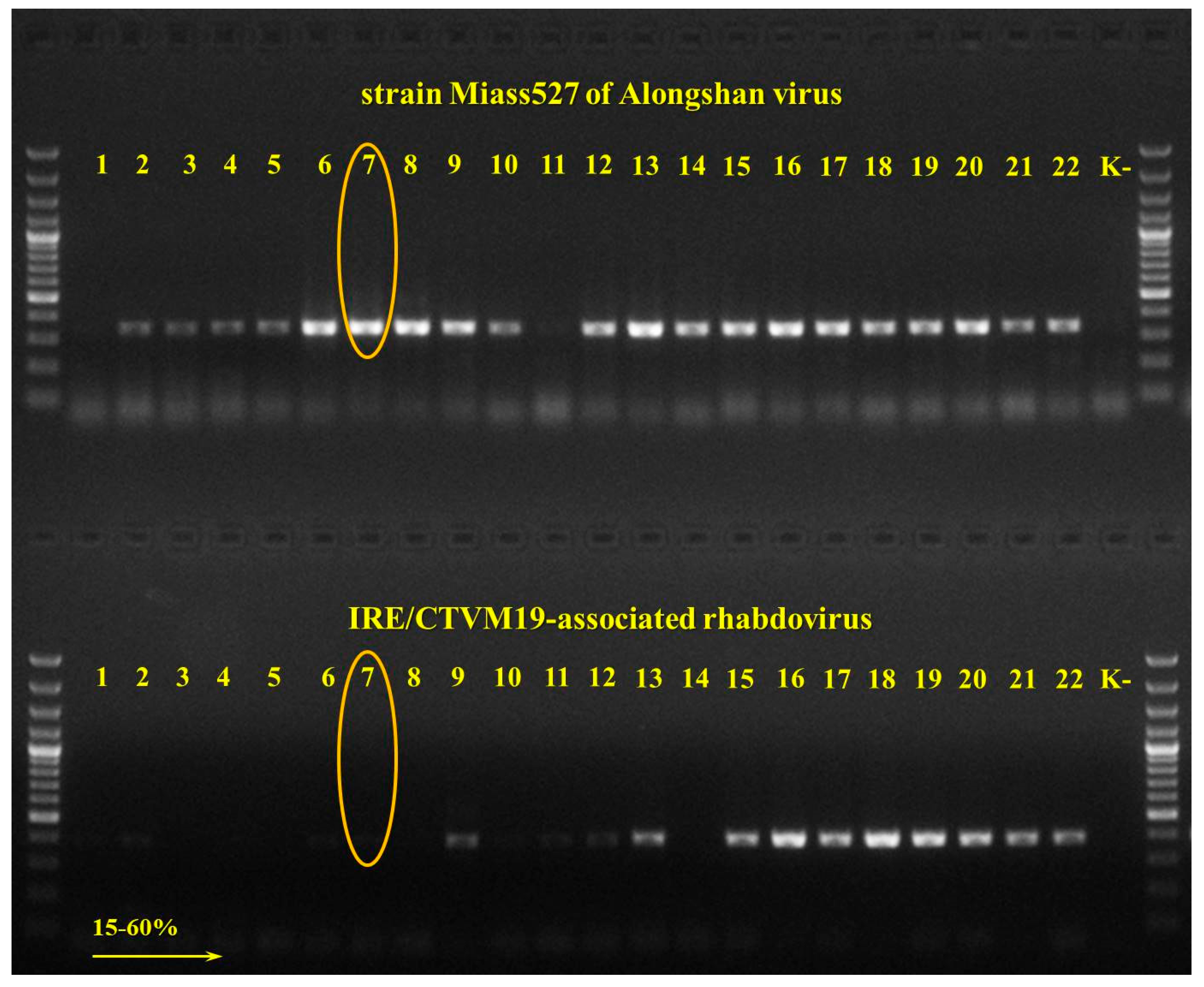 Viruses 12 00362 g003
