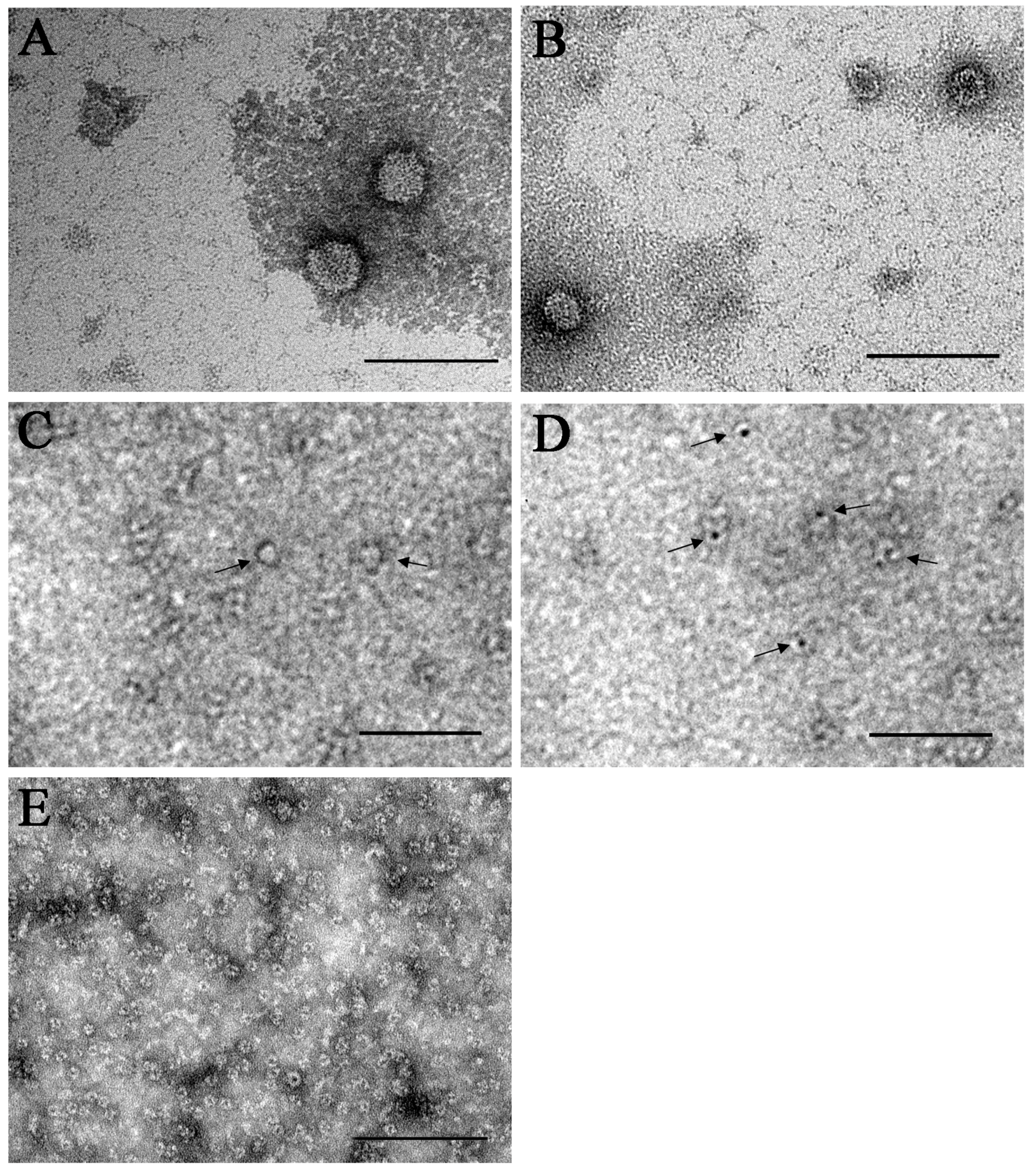 Viruses 12 00362 g004