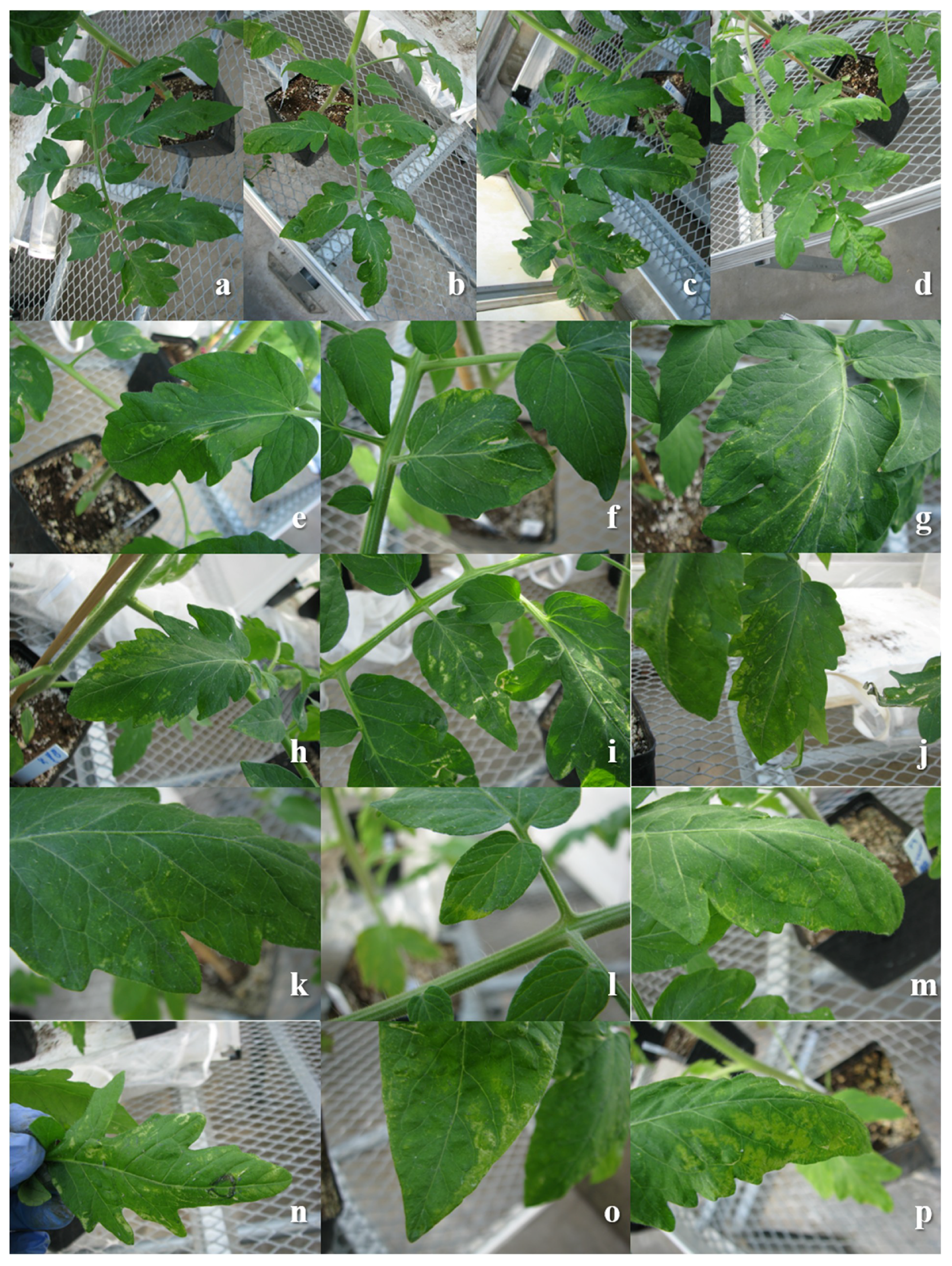 Viruses 12 00363 g001 Viruses 12 00363 g001