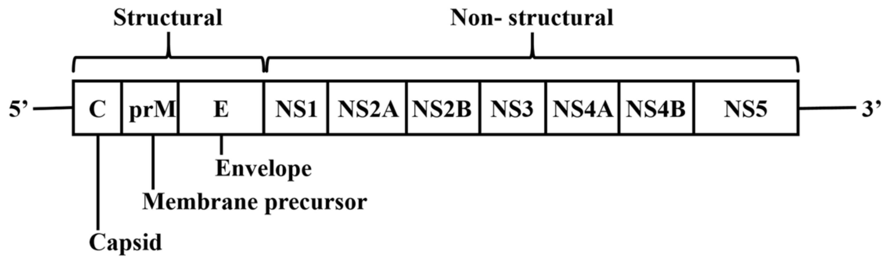 Viruses 12 00367 g001