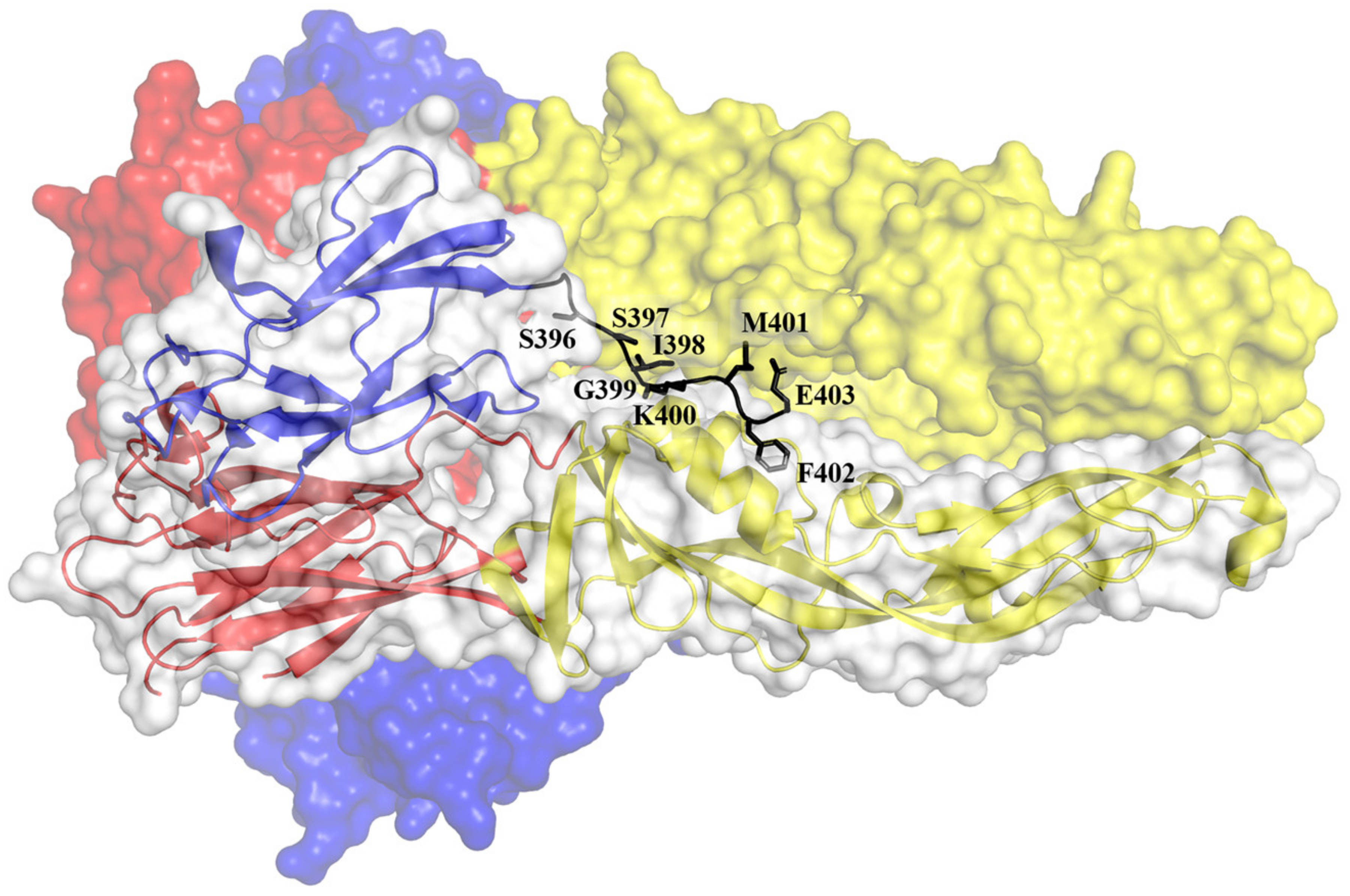 Viruses 12 00367 g005