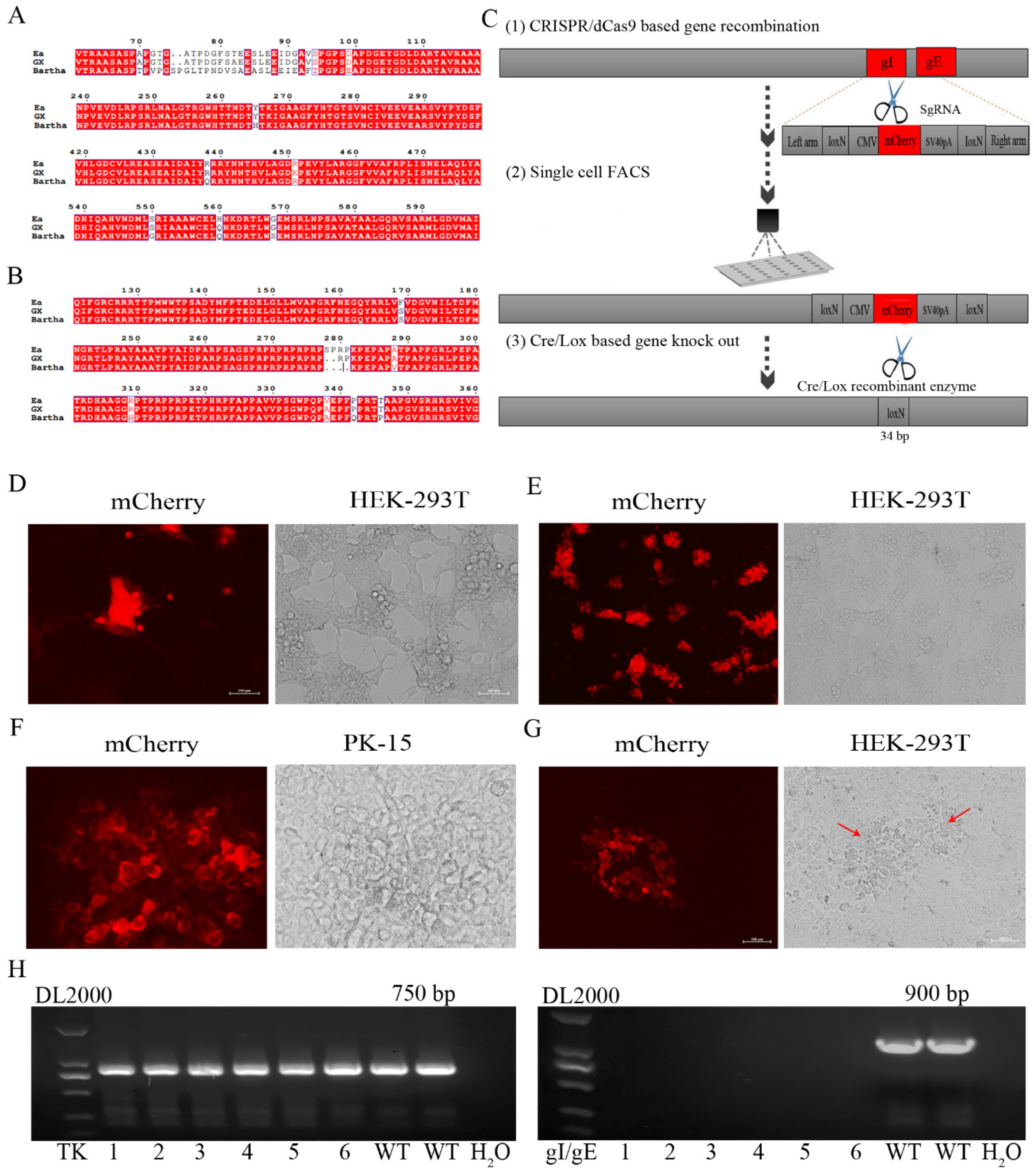 Viruses 12 00369 g001
